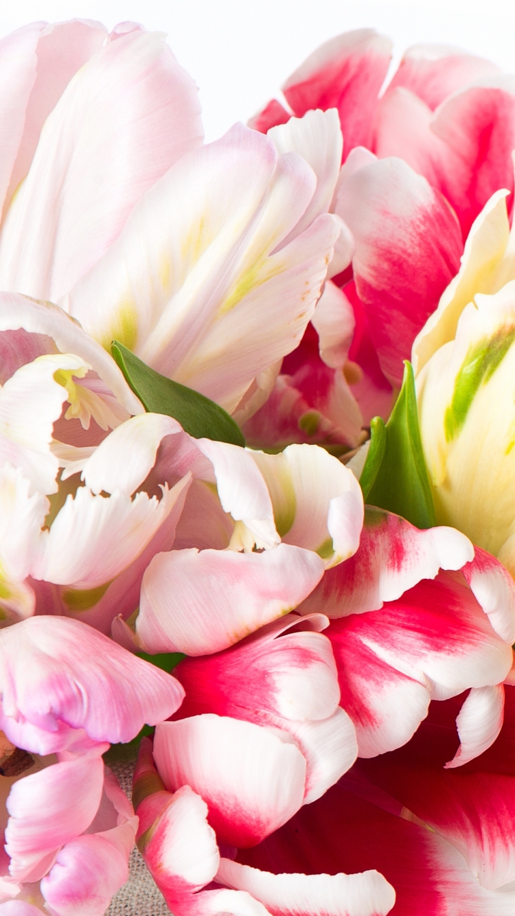 Download mobile wallpaper Flowers, Flower, Close Up, Earth, Tulip for free.