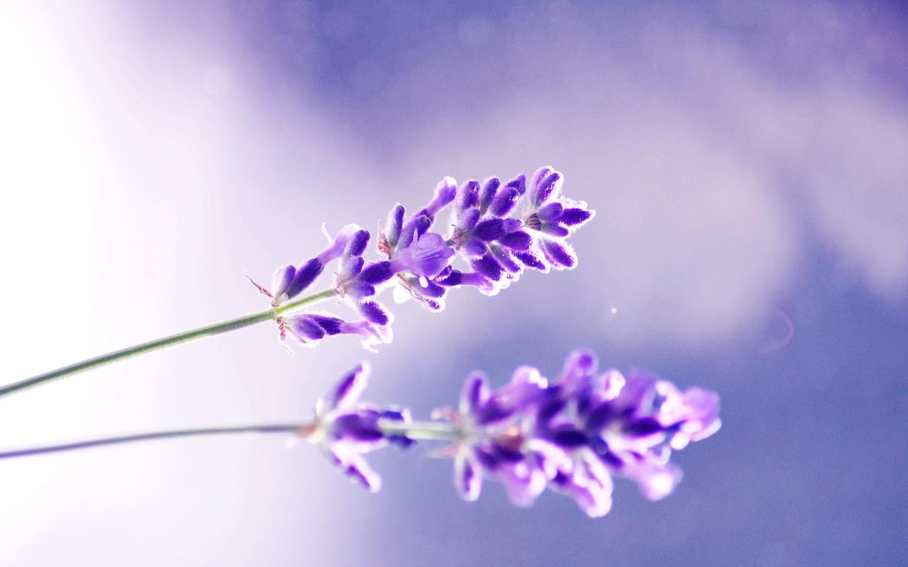 Laden Sie das Lavendel, Erde/natur-Bild kostenlos auf Ihren PC-Desktop herunter