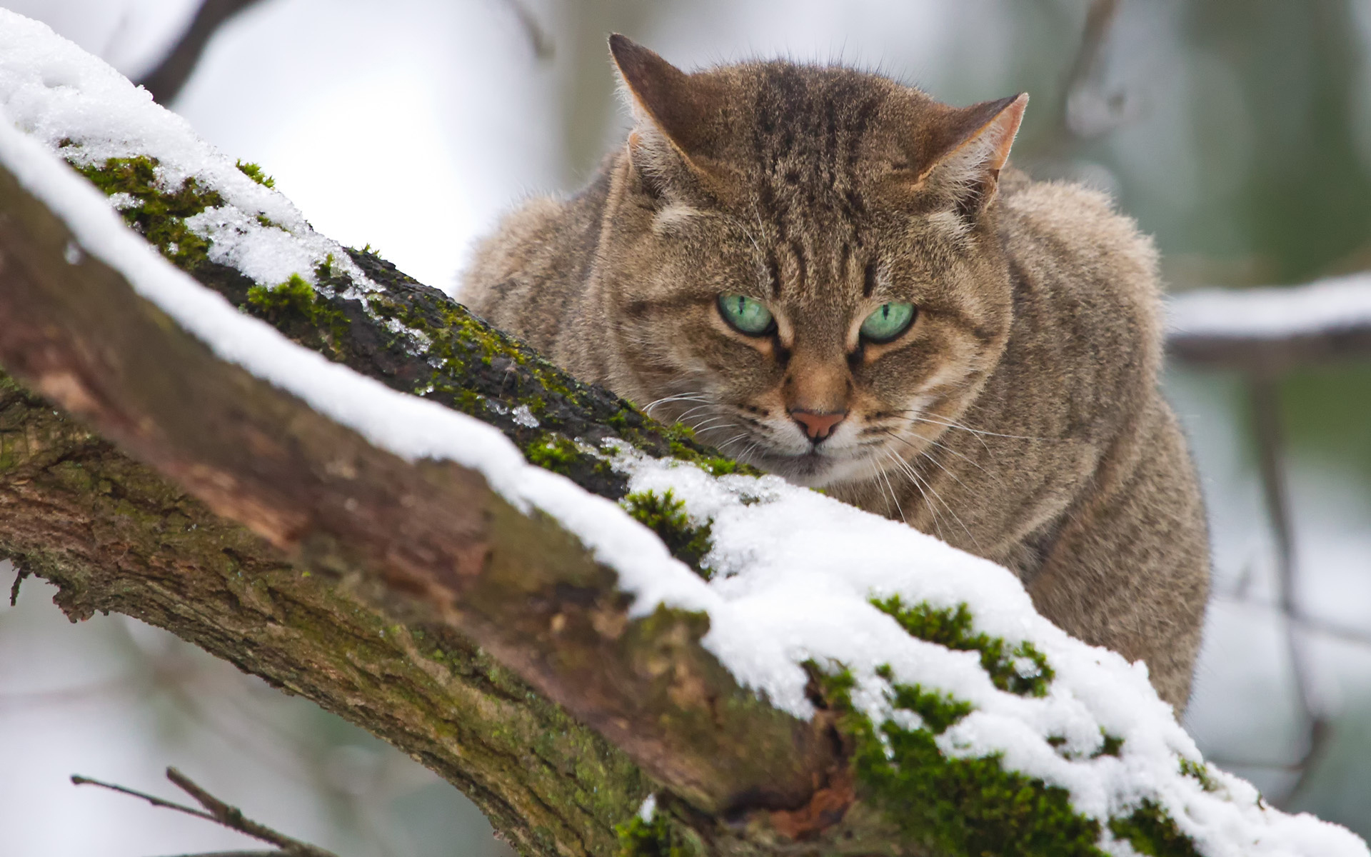 Laden Sie das Tiere, Katzen, Katze-Bild kostenlos auf Ihren PC-Desktop herunter