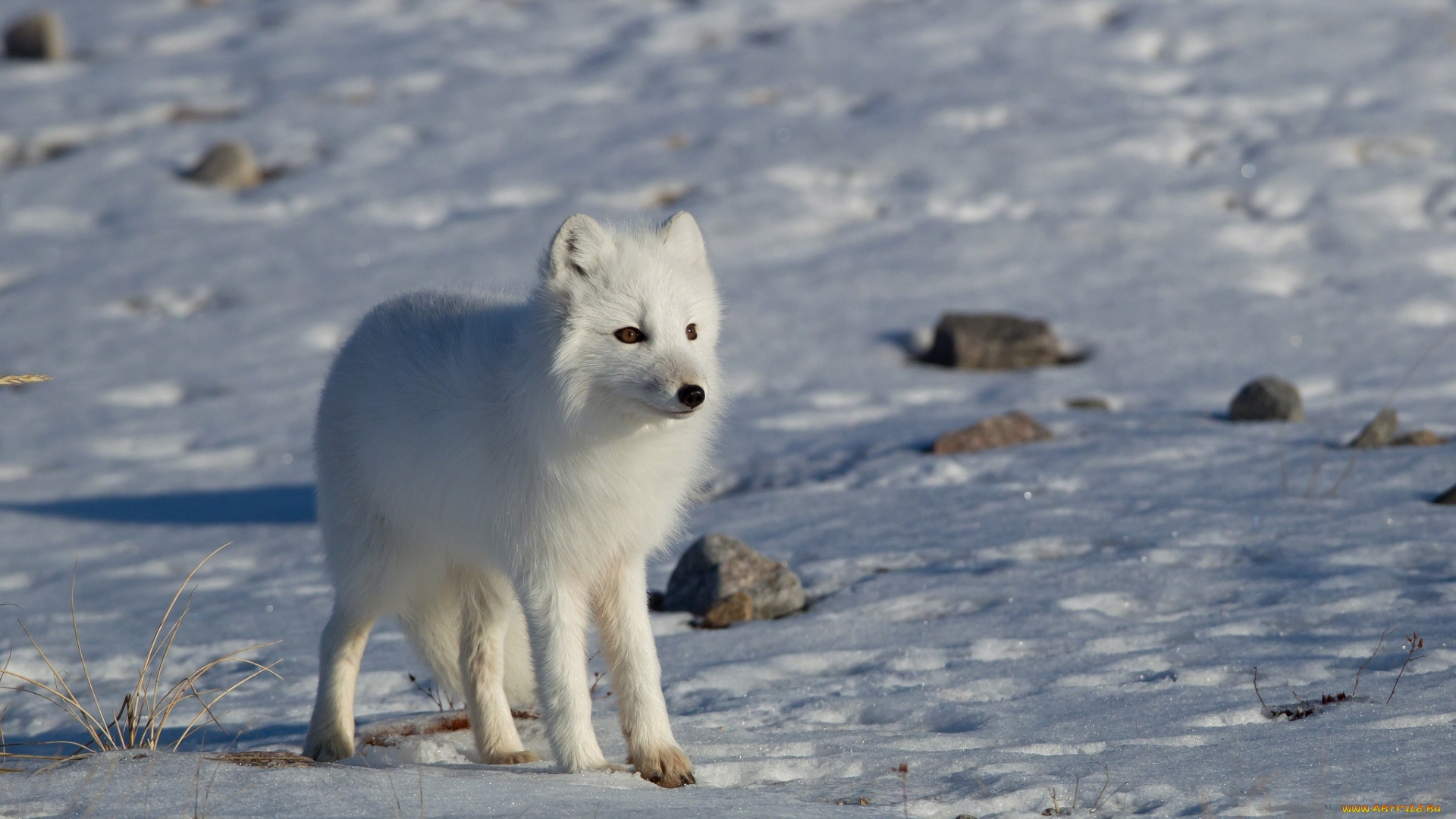 310258 descargar fondo de pantalla animales, zorro polar, perros: protectores de pantalla e imágenes gratis