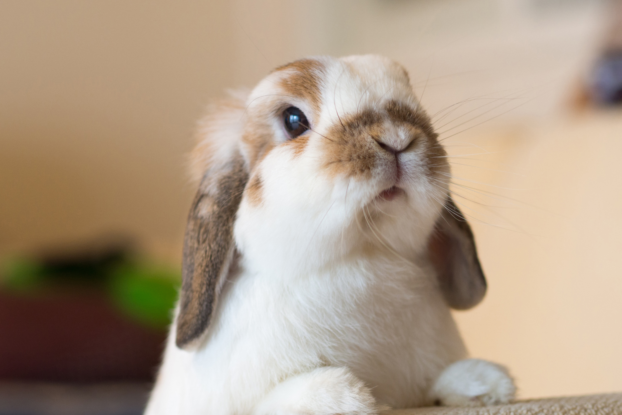 Free download wallpaper Animal, Rabbit on your PC desktop