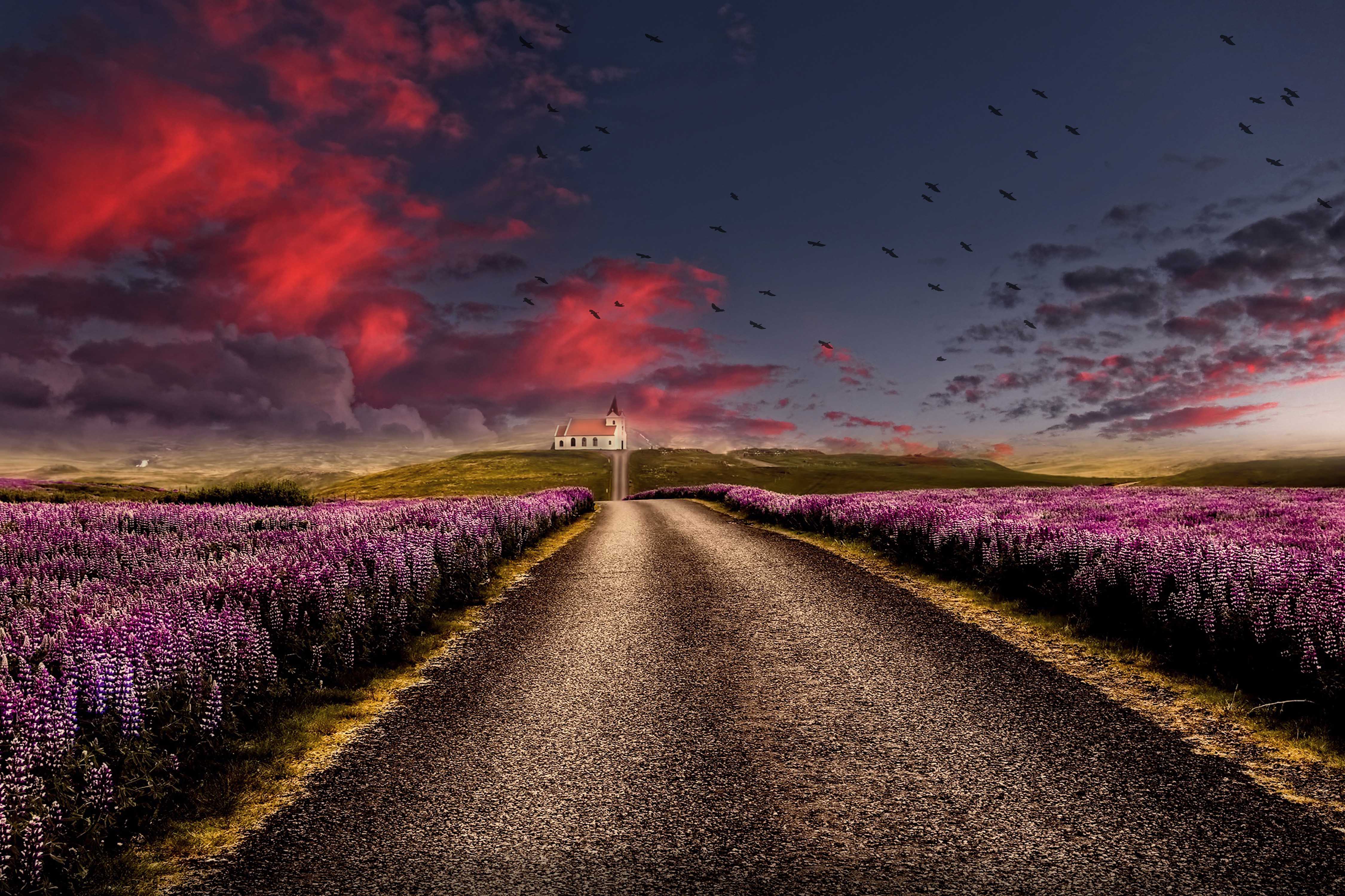 Free download wallpaper Road, Lavender, Man Made on your PC desktop