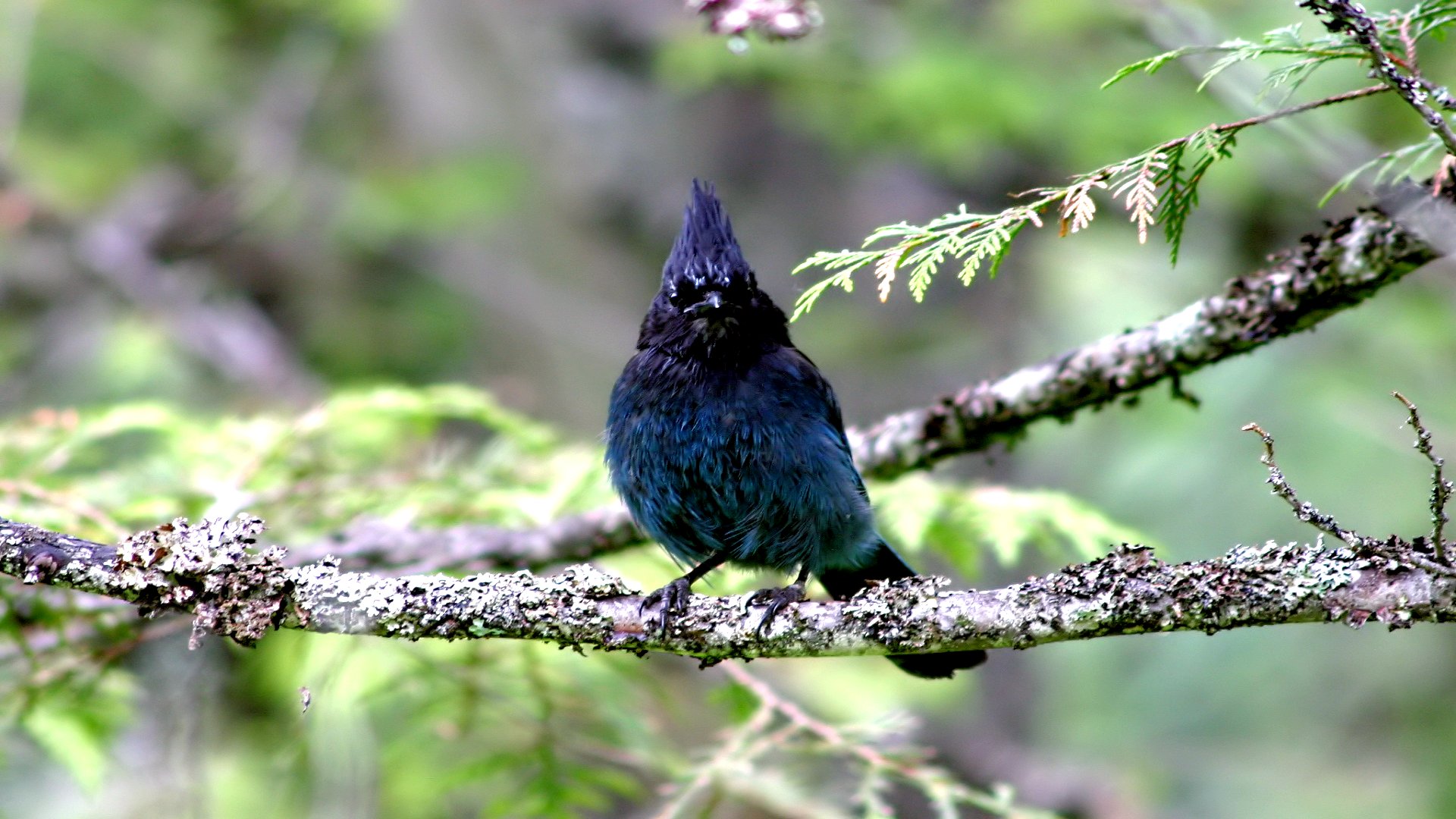 Laden Sie das Vogel, Vögel, Tiere-Bild kostenlos auf Ihren PC-Desktop herunter