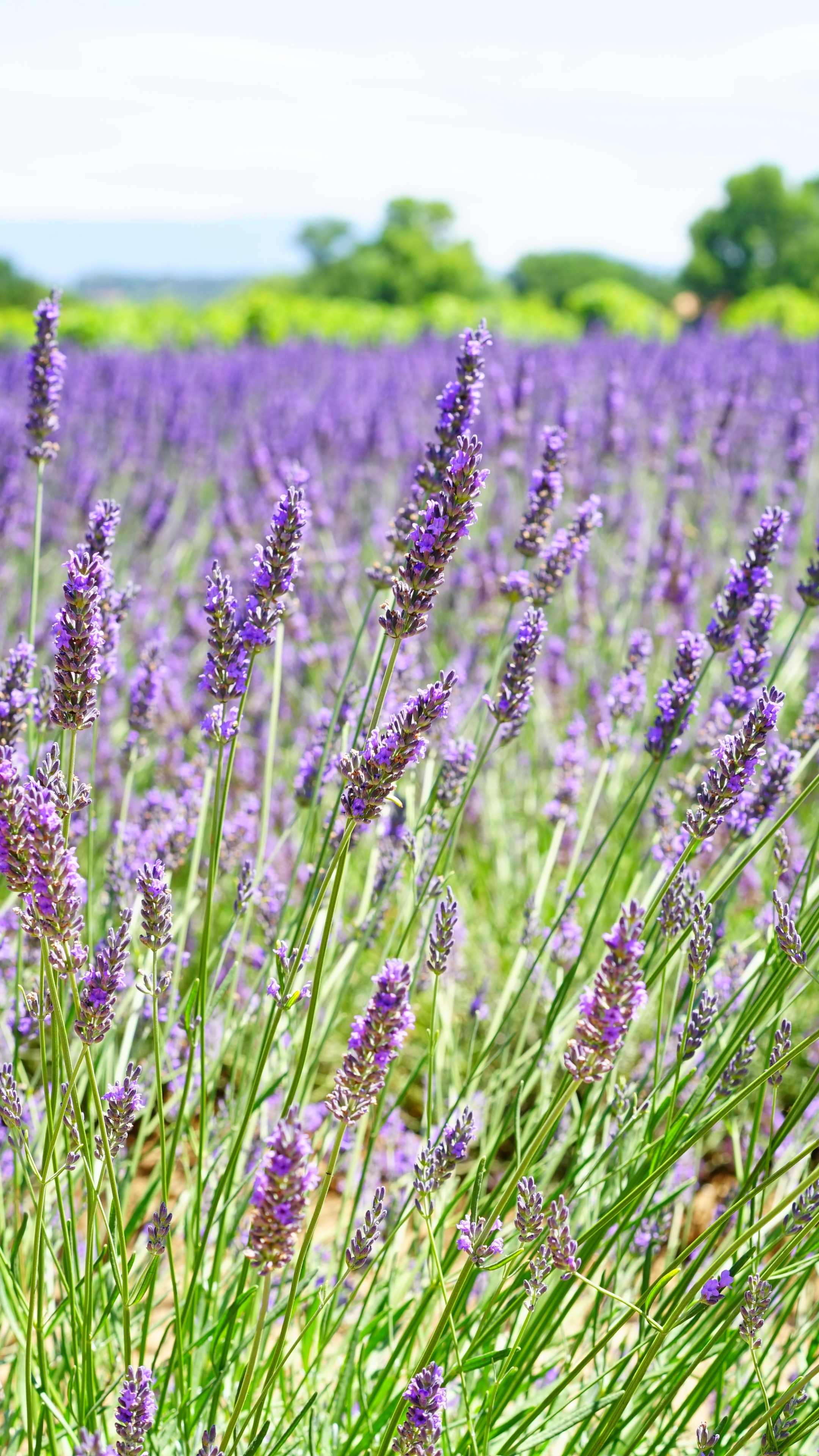 Download mobile wallpaper Nature, Flowers, Flower, Earth, Field, Lavender, Purple Flower for free.