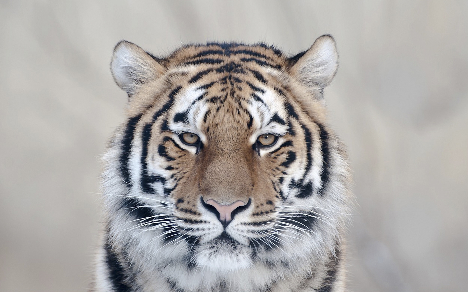 PCデスクトップに動物, 猫, 虎画像を無料でダウンロード