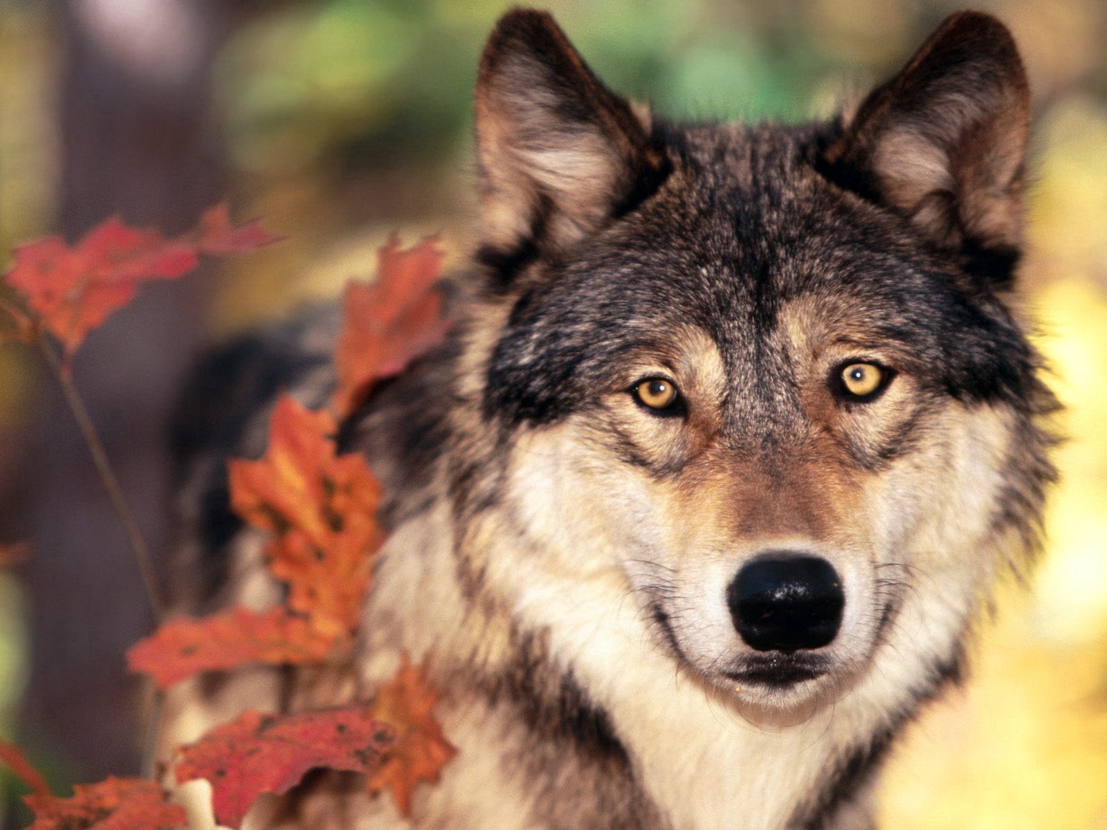 wolf, animals, muzzle, sight, opinion, nose UHD