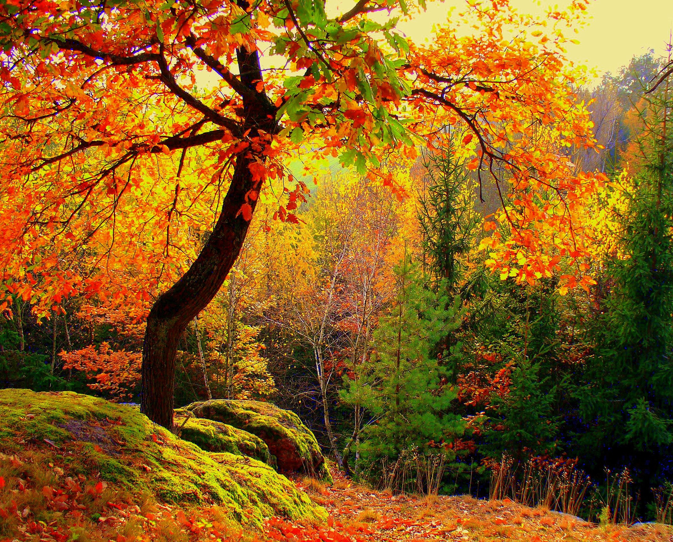 trees, autumn, landscape, nature, forest HD wallpaper