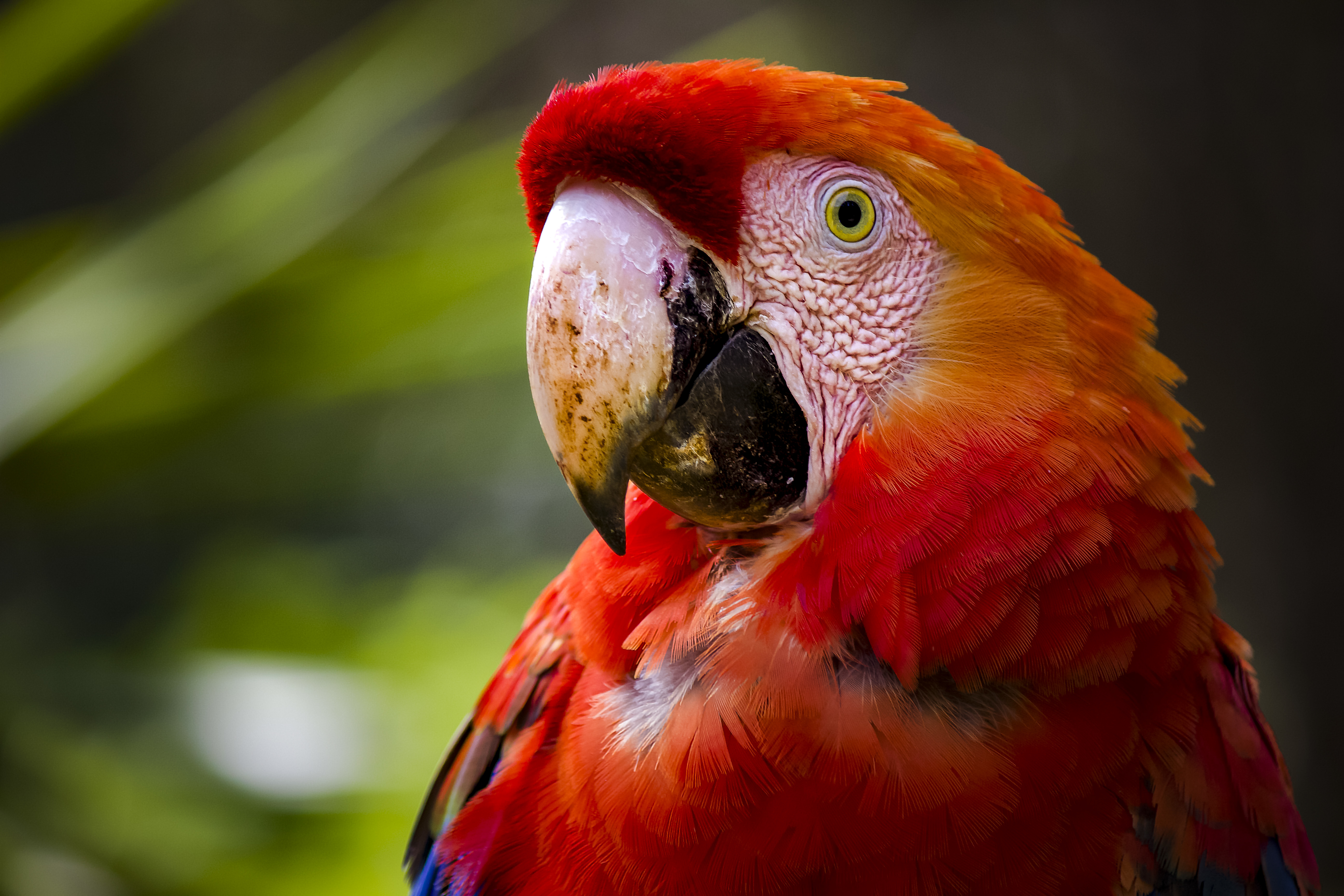 animal, scarlet macaw, bird, close up, birds