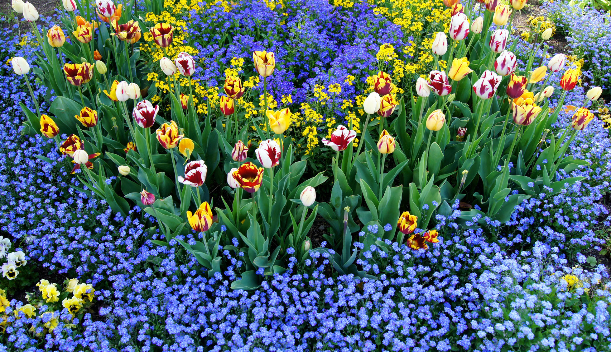 Free download wallpaper Flowers, Flower, Earth, Garden on your PC desktop