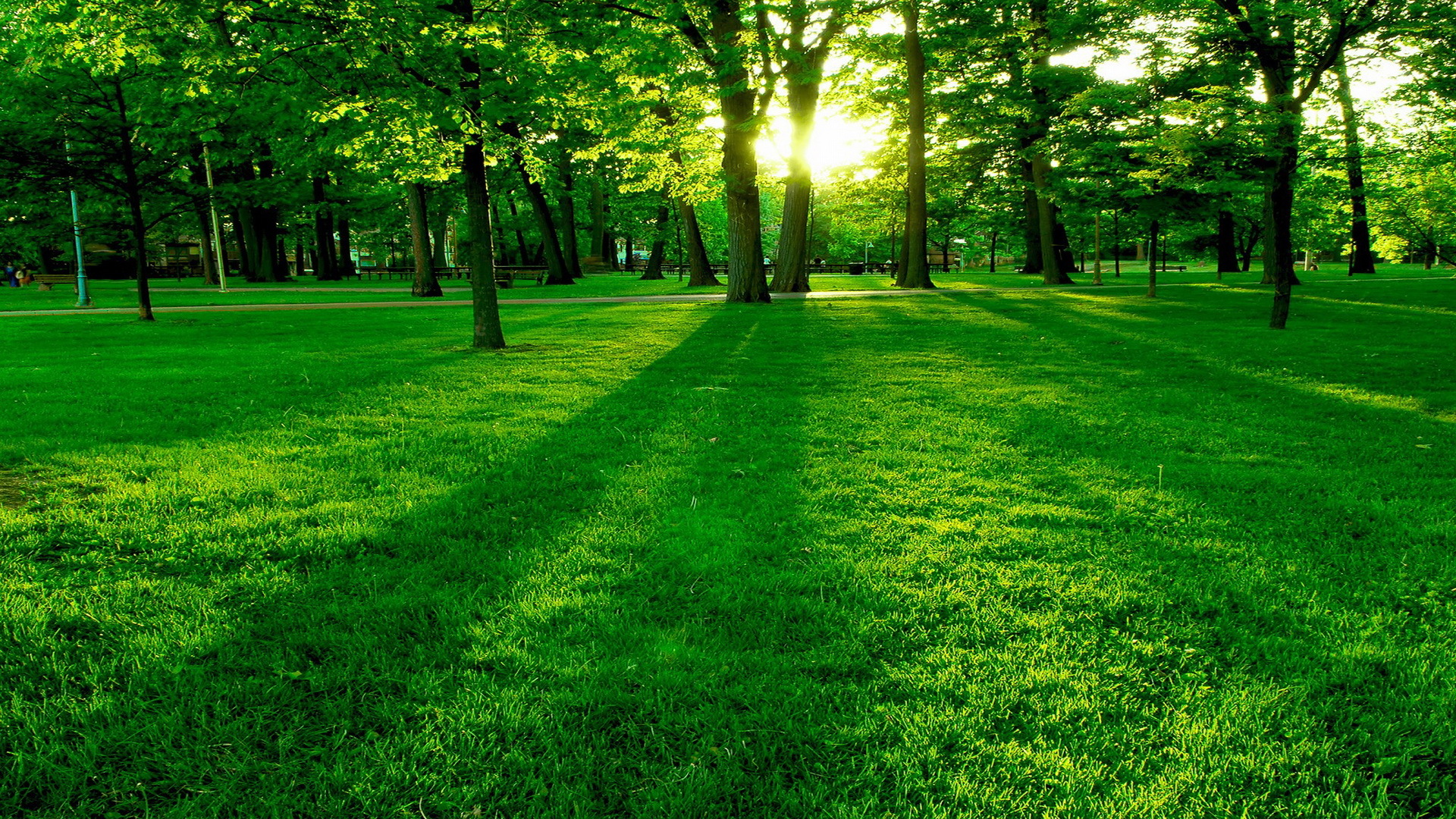 Free download wallpaper Landscape, Trees, Grass, Sun on your PC desktop