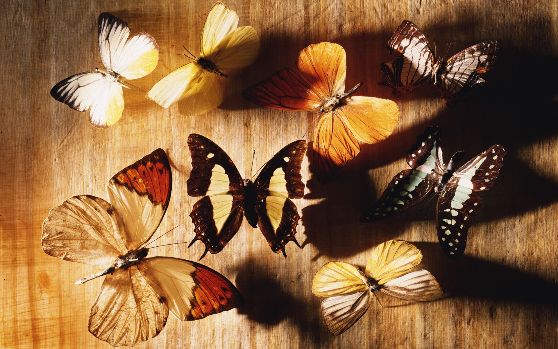 Desktop FHD butterflies, insects, orange