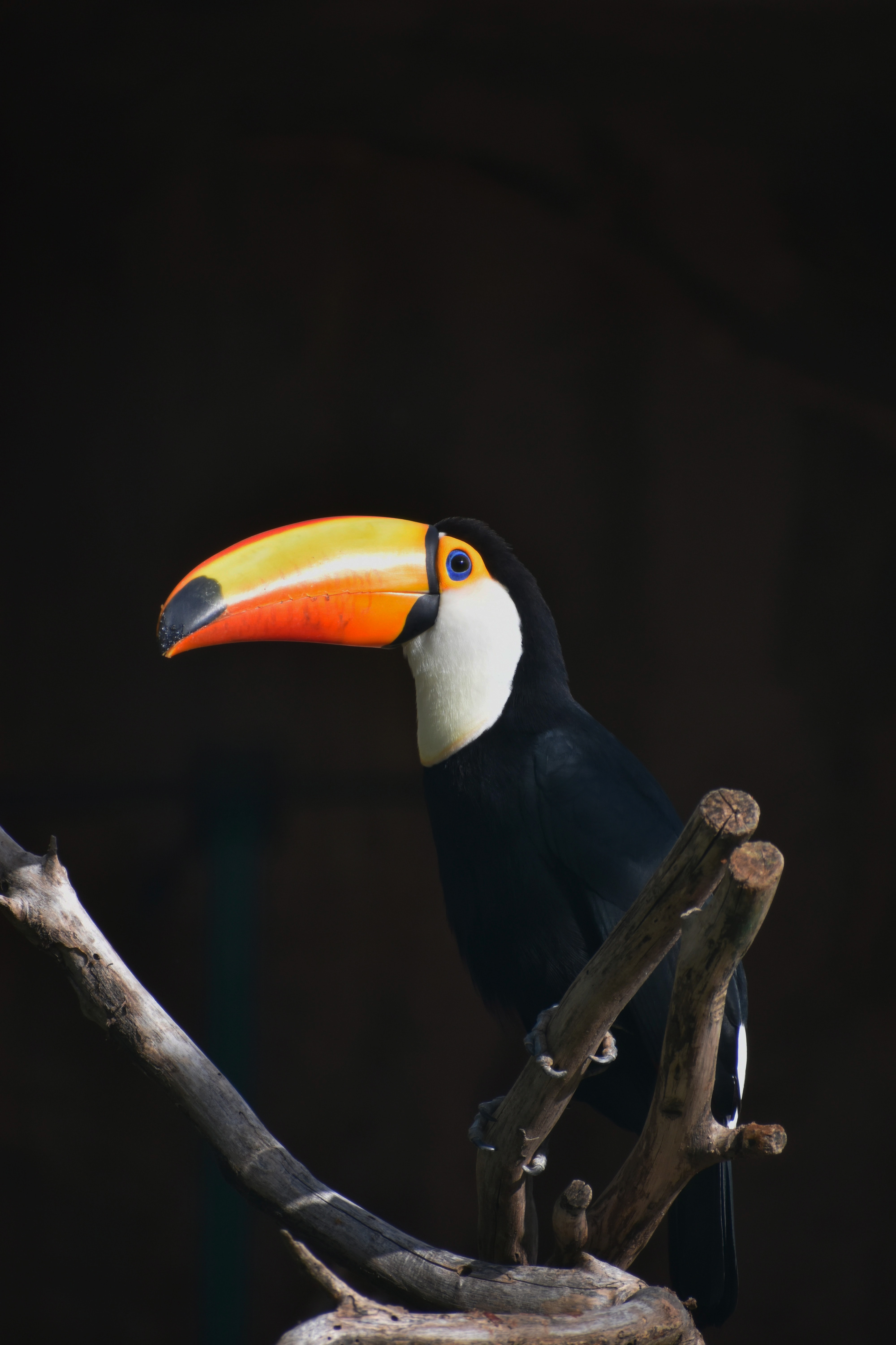 toucan, animals, bird, beak, branch