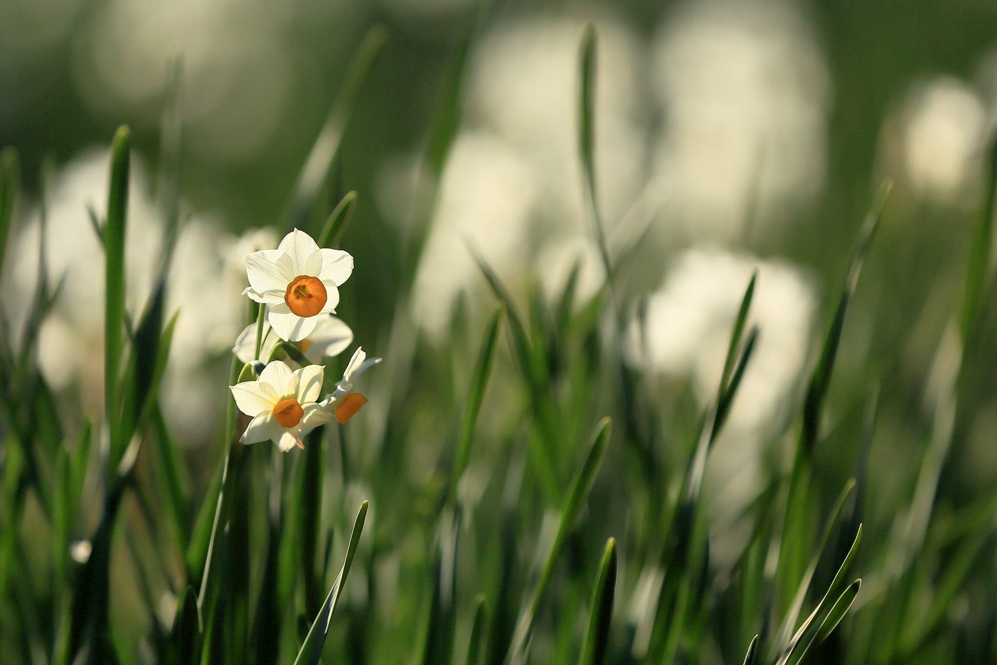 Free download wallpaper Nature, Flowers, Flower, Earth, White Flower, Daffodil on your PC desktop