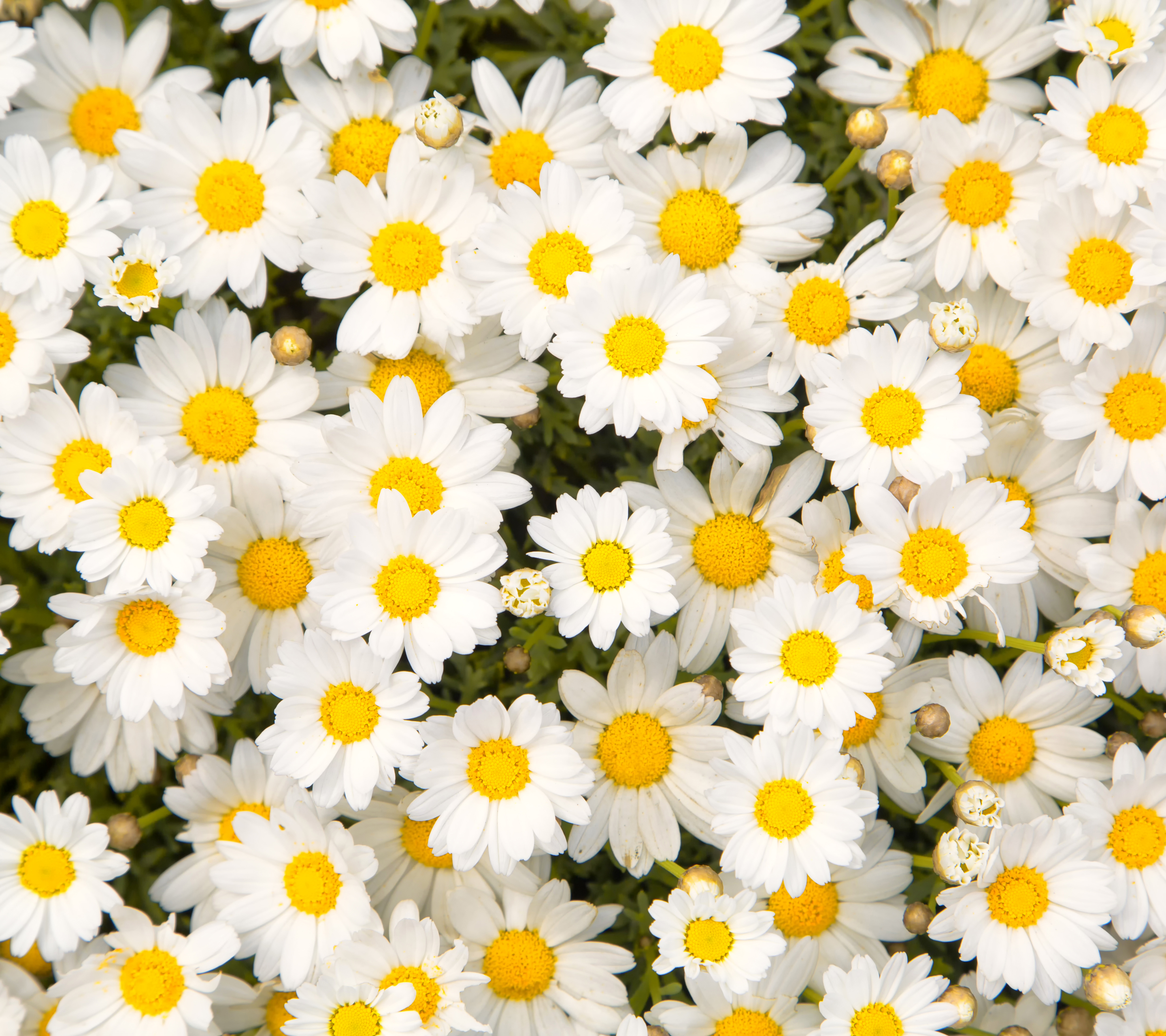 Free download wallpaper Flowers, Camomile, Close Up, Earth, Daisy, White Flower on your PC desktop