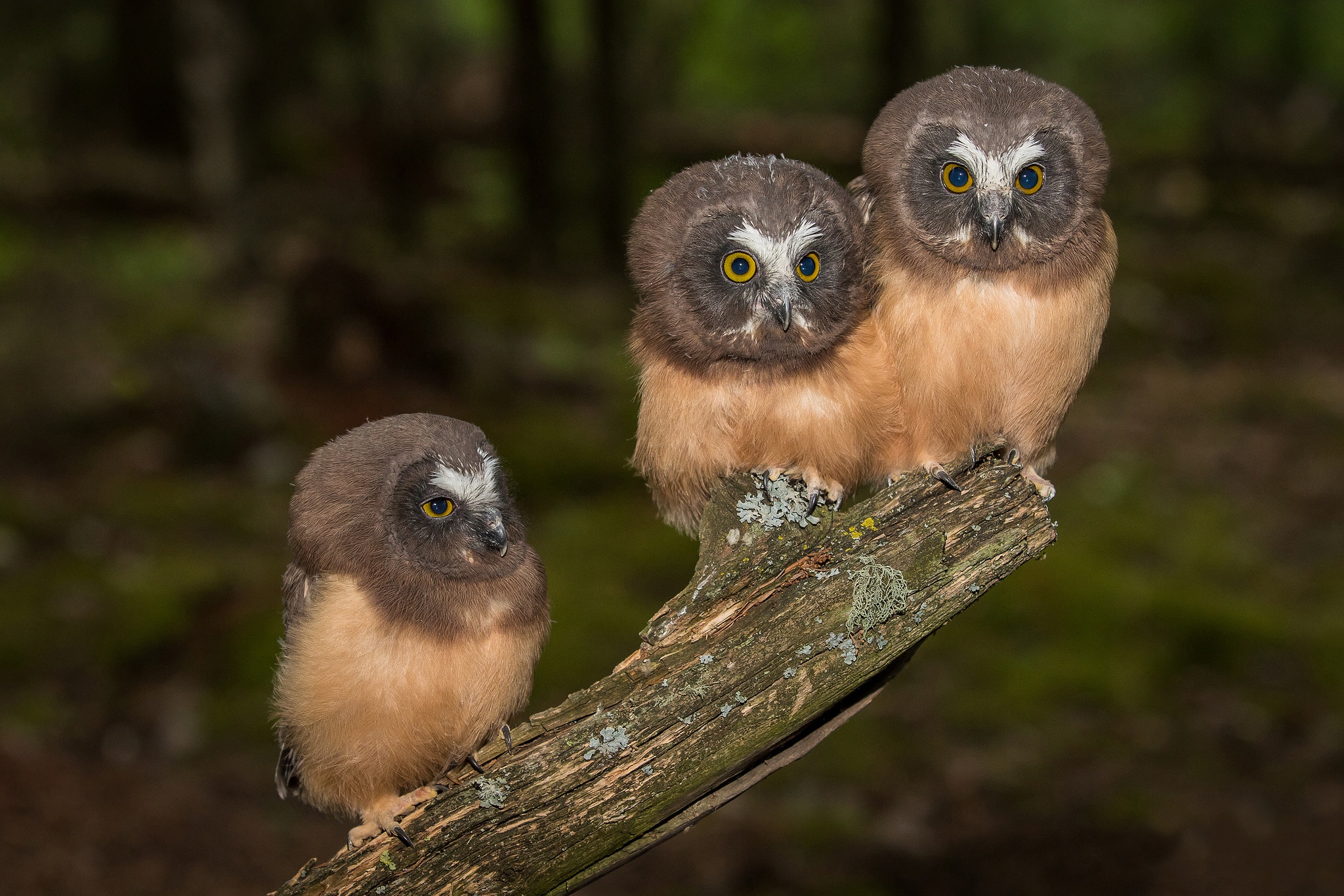 Baixe gratuitamente a imagem Animais, Aves, Coruja, Pássaro na área de trabalho do seu PC