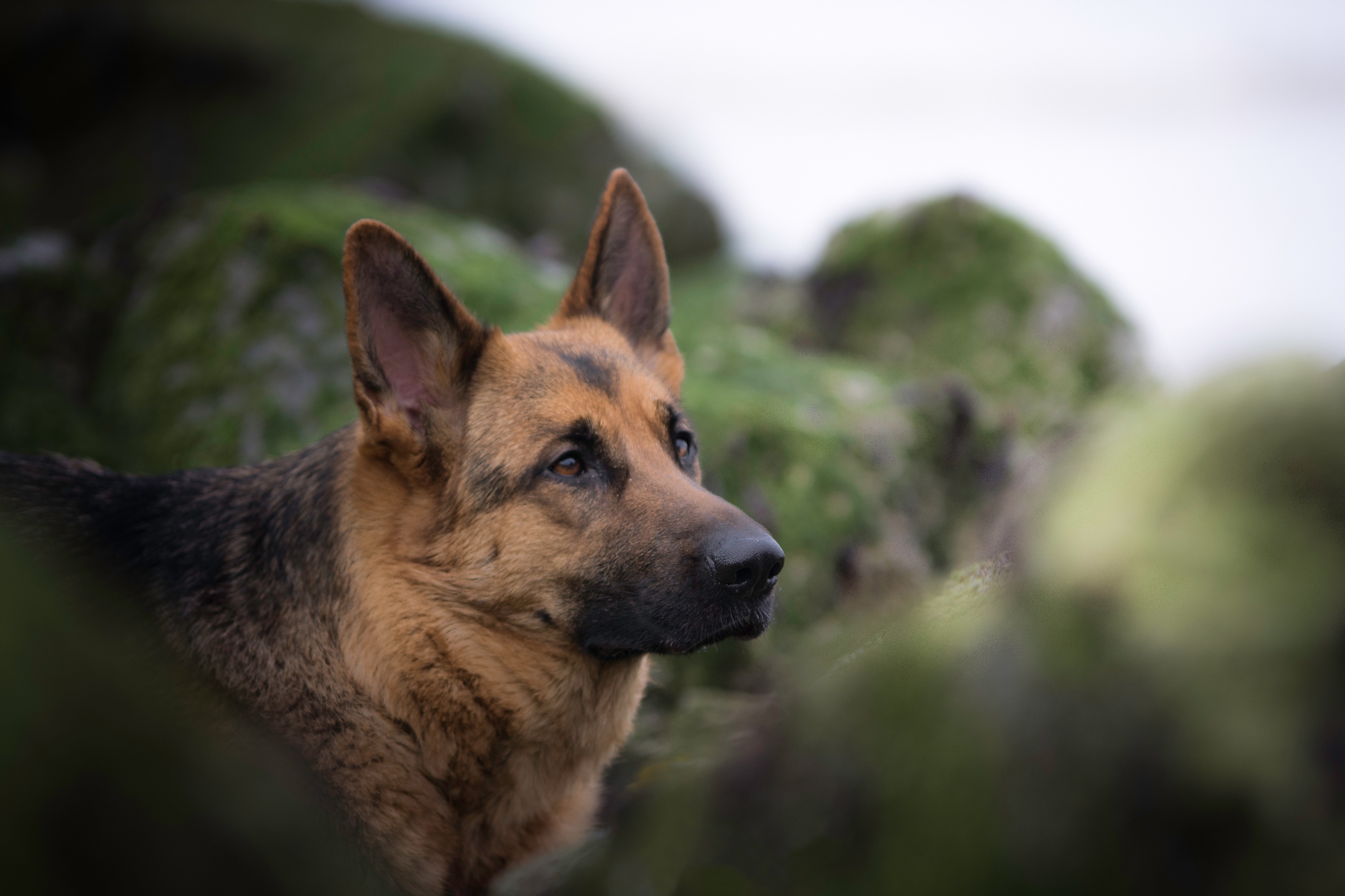 Download mobile wallpaper Dogs, Dog, Muzzle, Blur, Animal, German Shepherd for free.