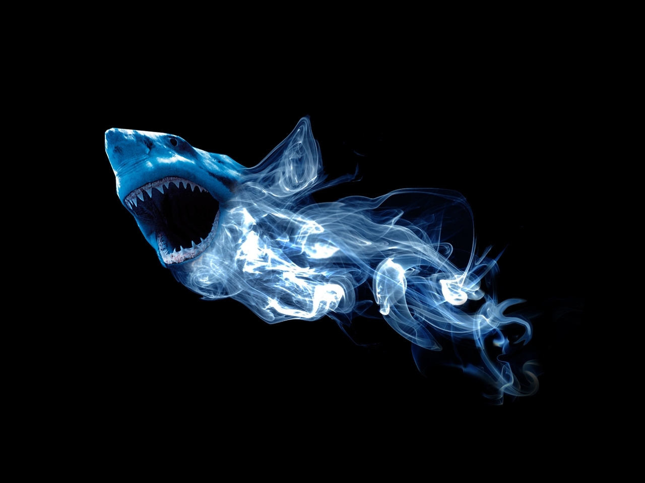 Descarga gratuita de fondo de pantalla para móvil de Animales, Fondo, Tiburones.