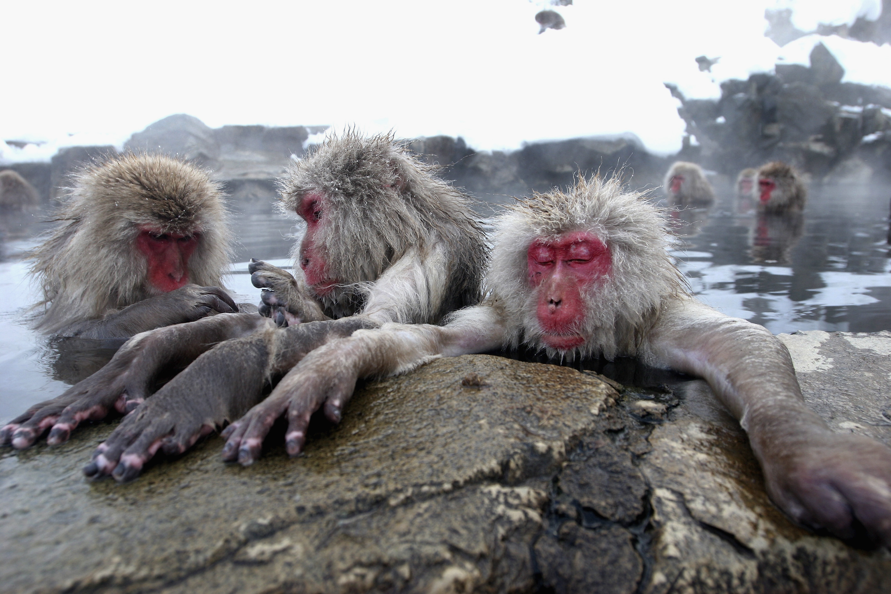 Téléchargez gratuitement l'image Macaque Japonais, Singes, Animaux sur le bureau de votre PC