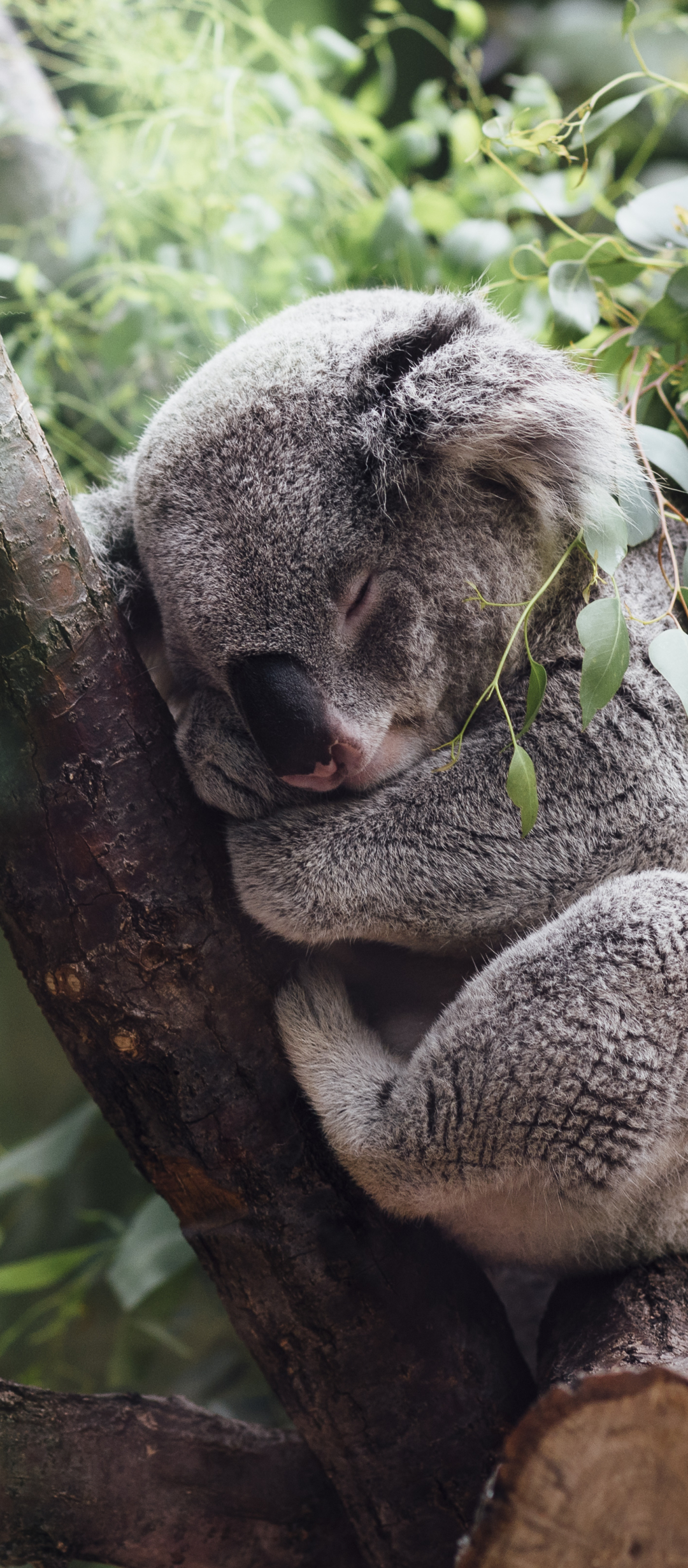 Handy-Wallpaper Tiere, Schlafen, Koala kostenlos herunterladen.