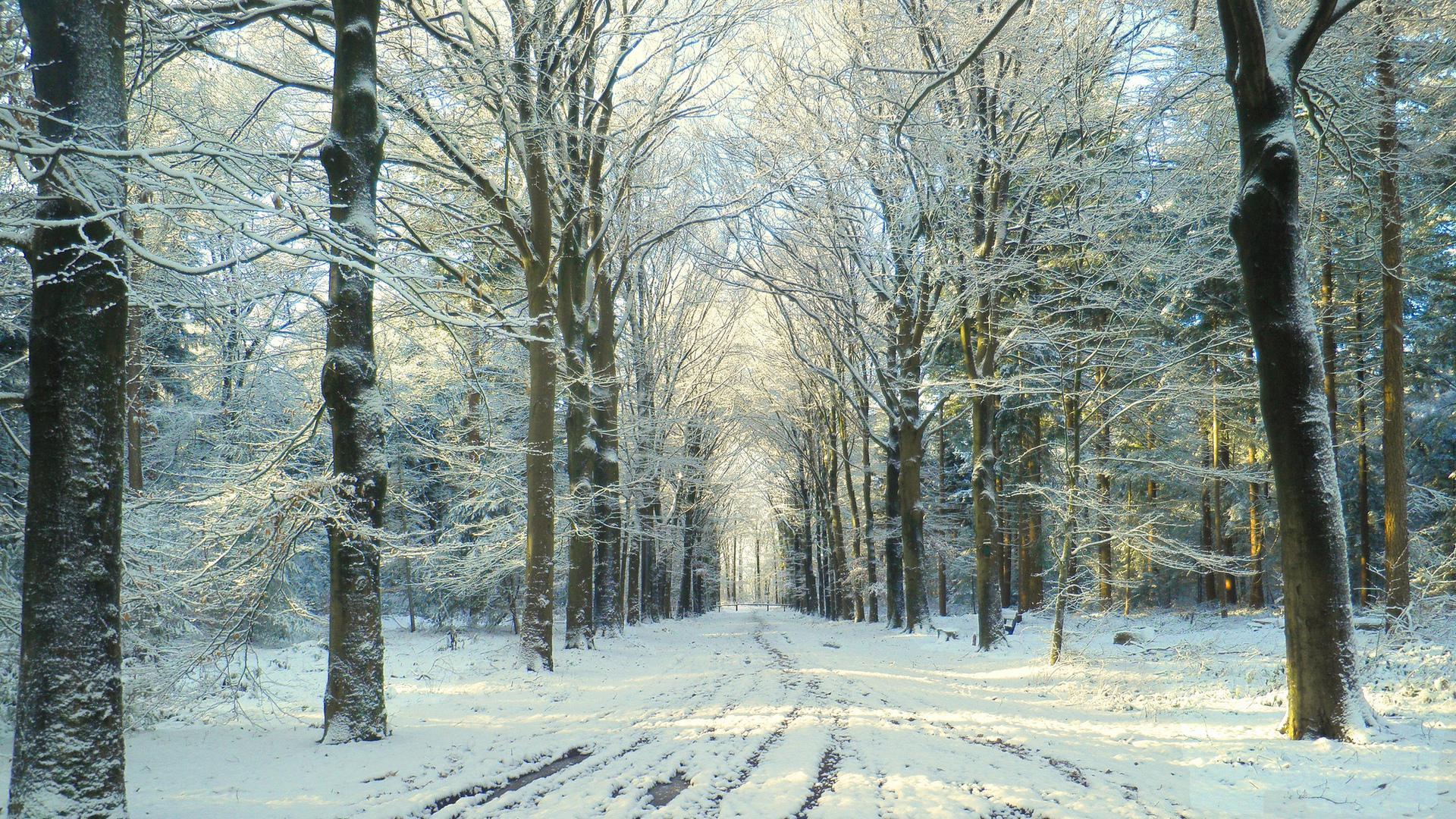 Download mobile wallpaper Winter, Snow, Road, Tree, Photography for free.