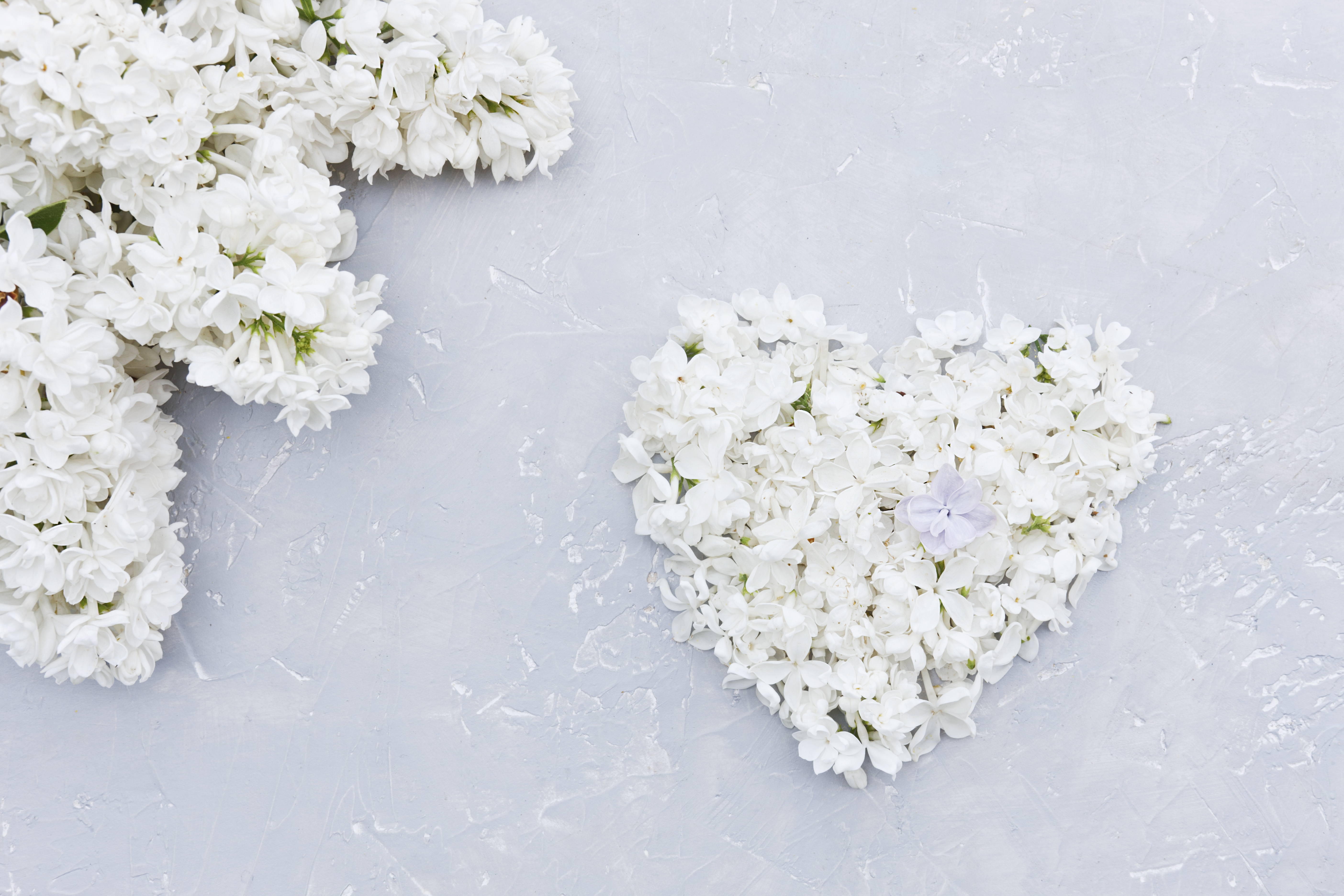 Laden Sie das Blume, Weiße Blume, Menschengemacht, Herzförmig-Bild kostenlos auf Ihren PC-Desktop herunter