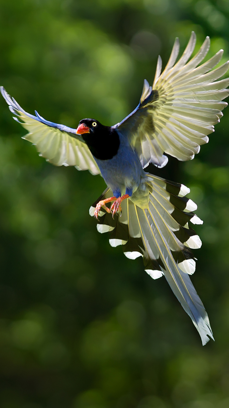 Download mobile wallpaper Birds, Animal, Taiwan Blue Magpie for free.