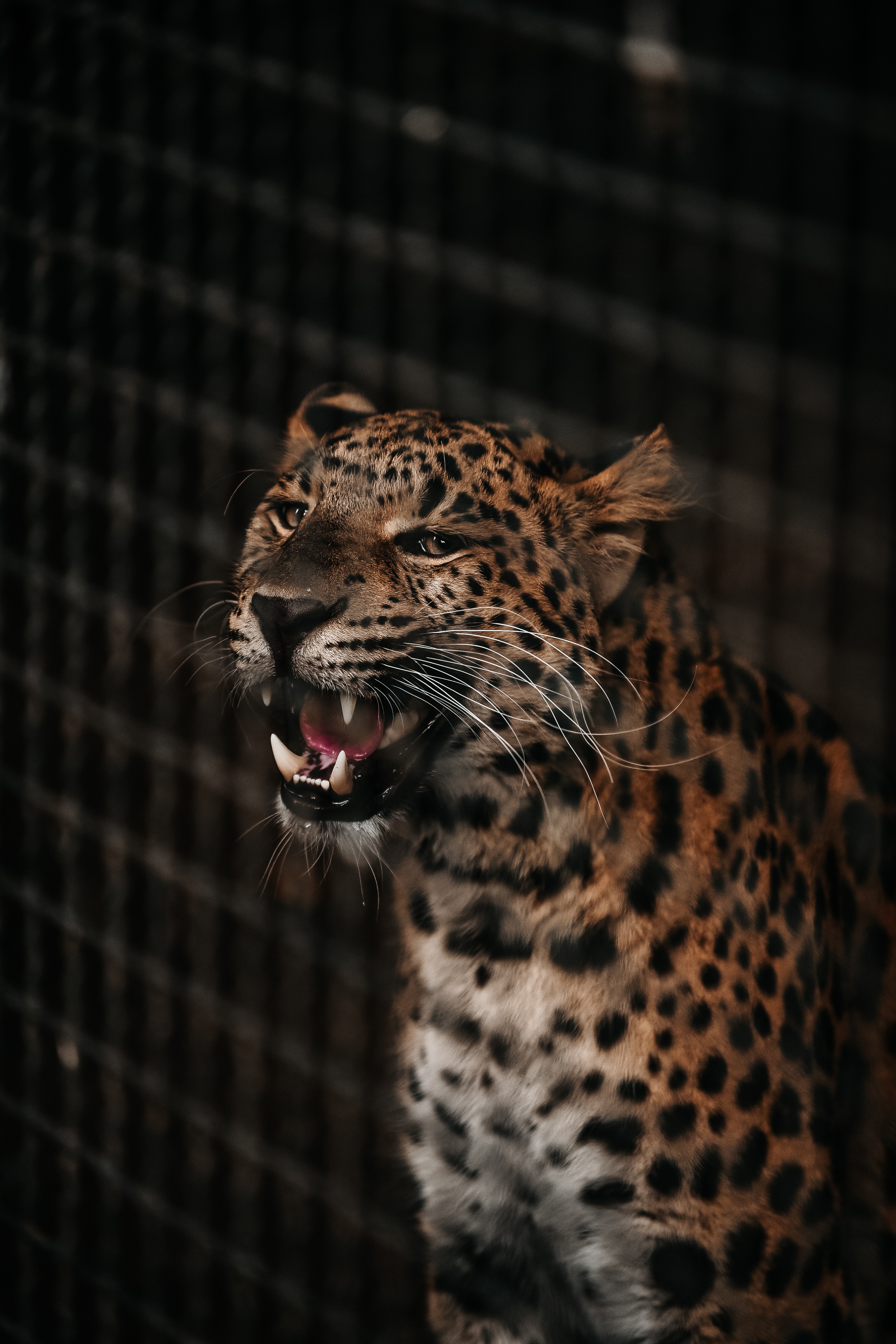 62106 скачать обои гепард, оскал, хищник, животные, морда, большая кошка, клыки - заставки и картинки бесплатно