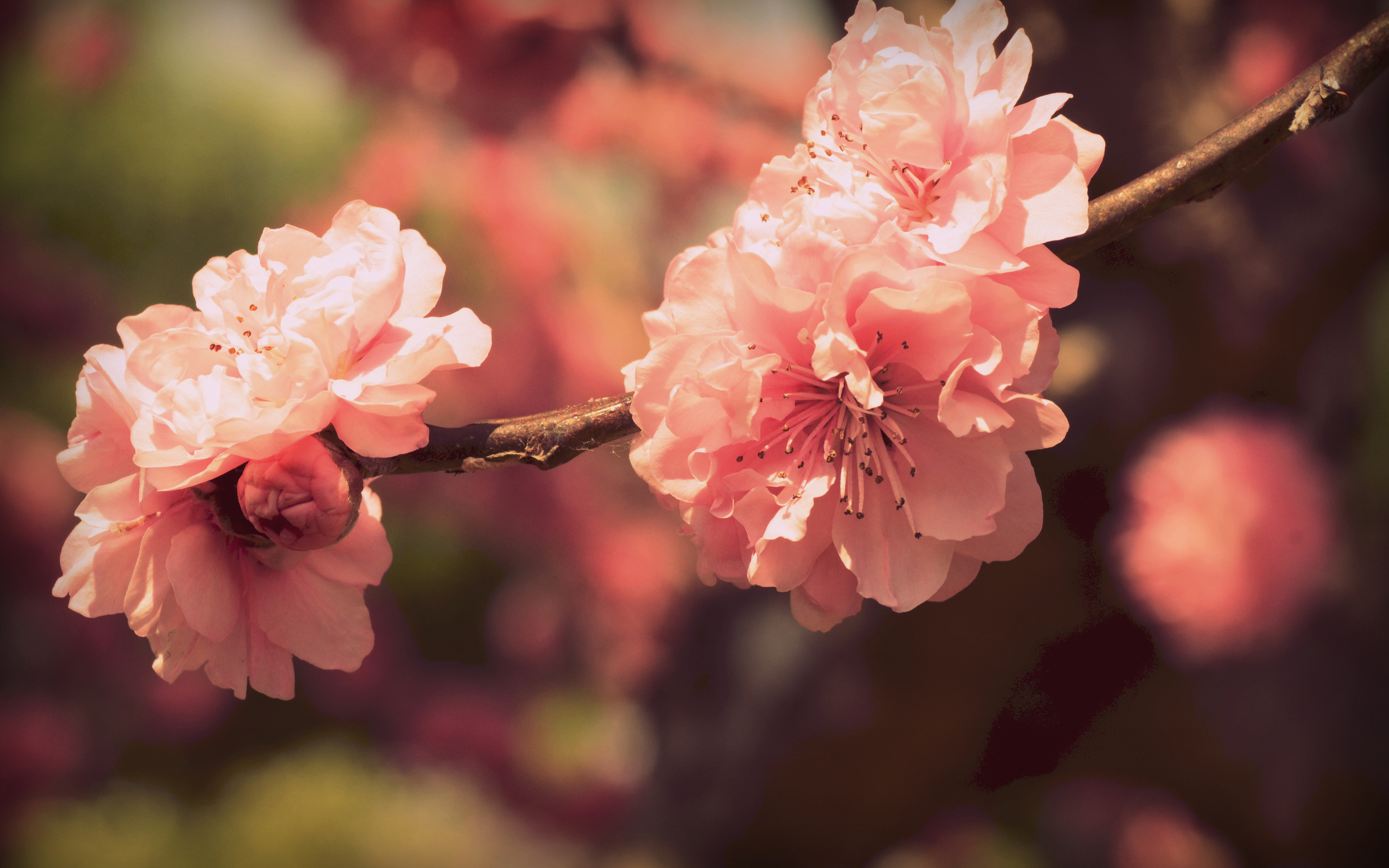 無料モバイル壁紙花, 地球をダウンロードします。