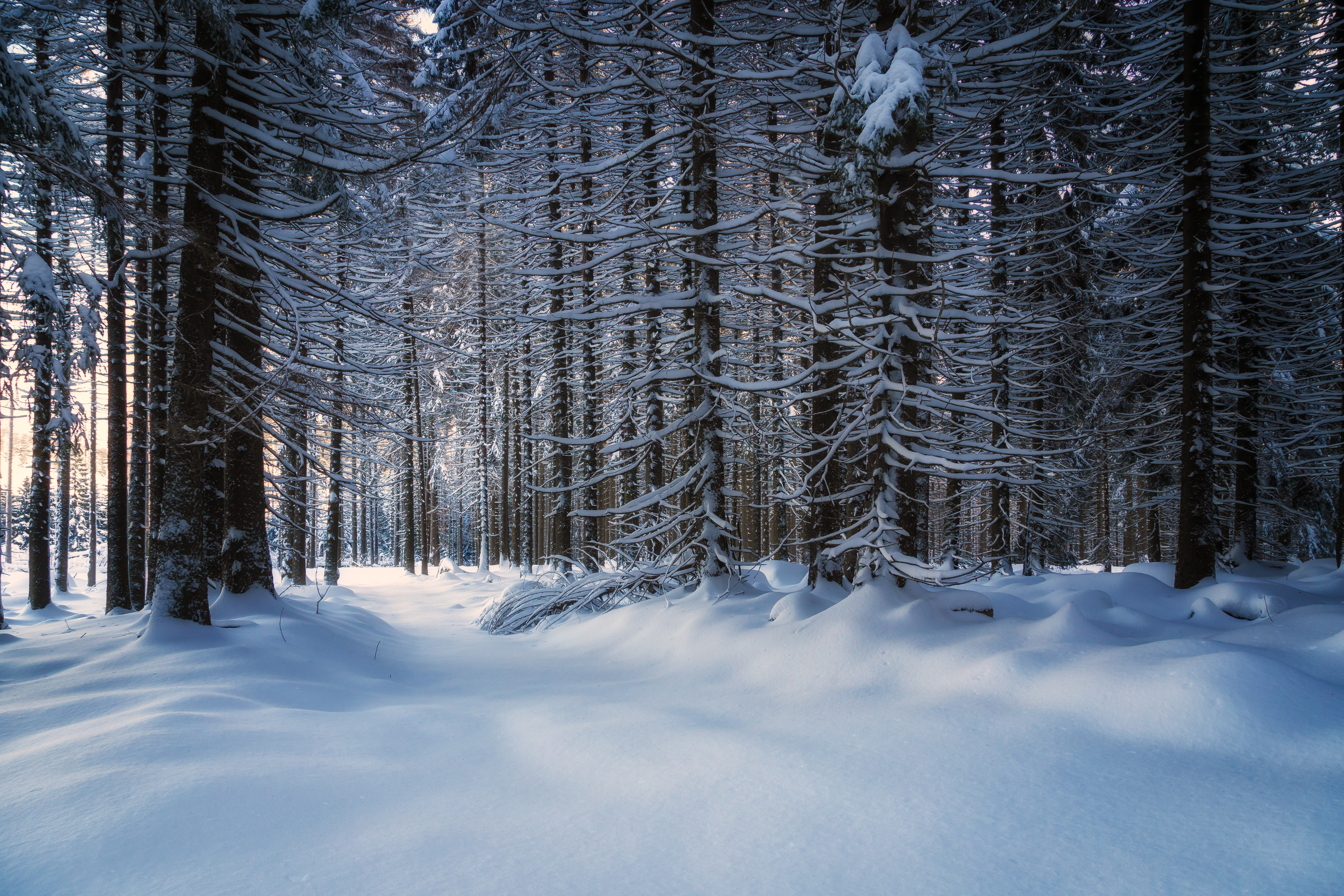 Скачать обои бесплатно Заснеженный, Деревья, Природа, Снег, Лес картинка на рабочий стол ПК