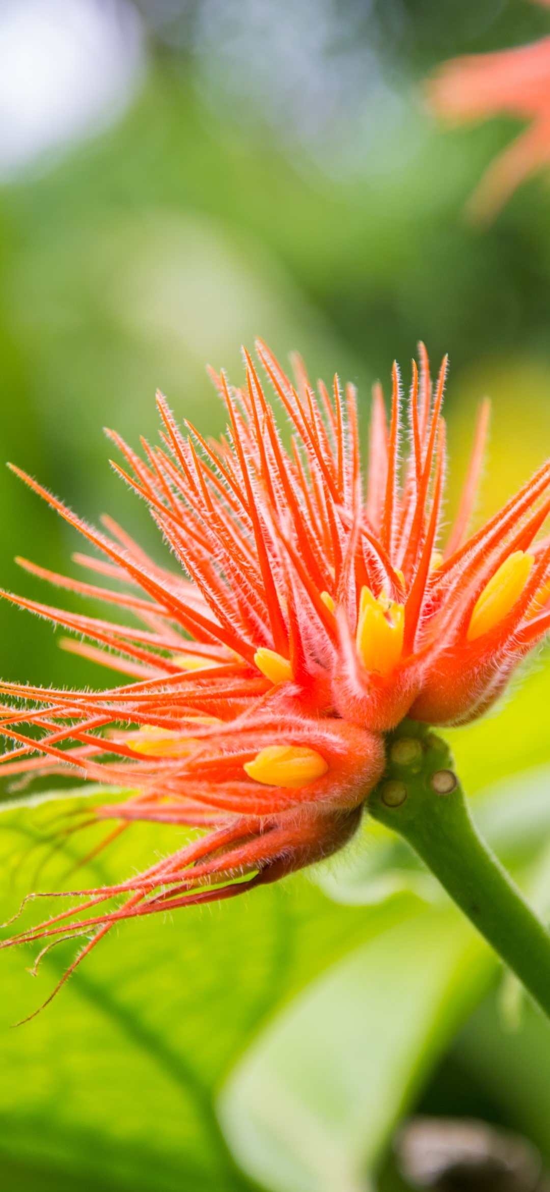 Descarga gratuita de fondo de pantalla para móvil de Flores, Flor, Tierra/naturaleza, Flor Naranja.