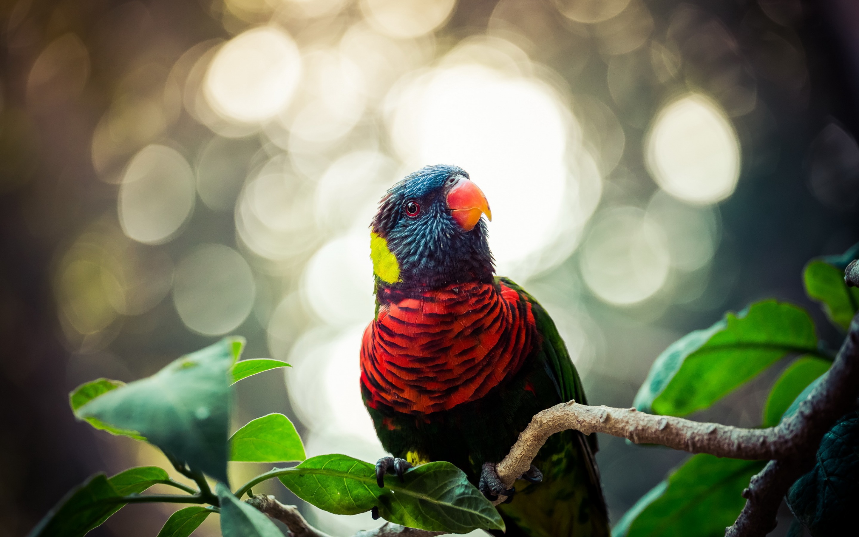 Download mobile wallpaper Rainbow Lorikeet, Branch, Parrot, Birds, Animal for free.