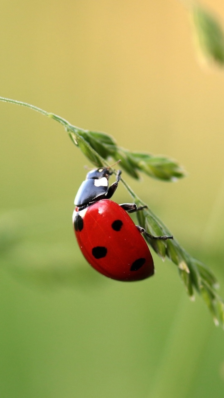 Descarga gratuita de fondo de pantalla para móvil de Animales, Planta, Macro, Insecto, Mariquita, Macrofotografía.