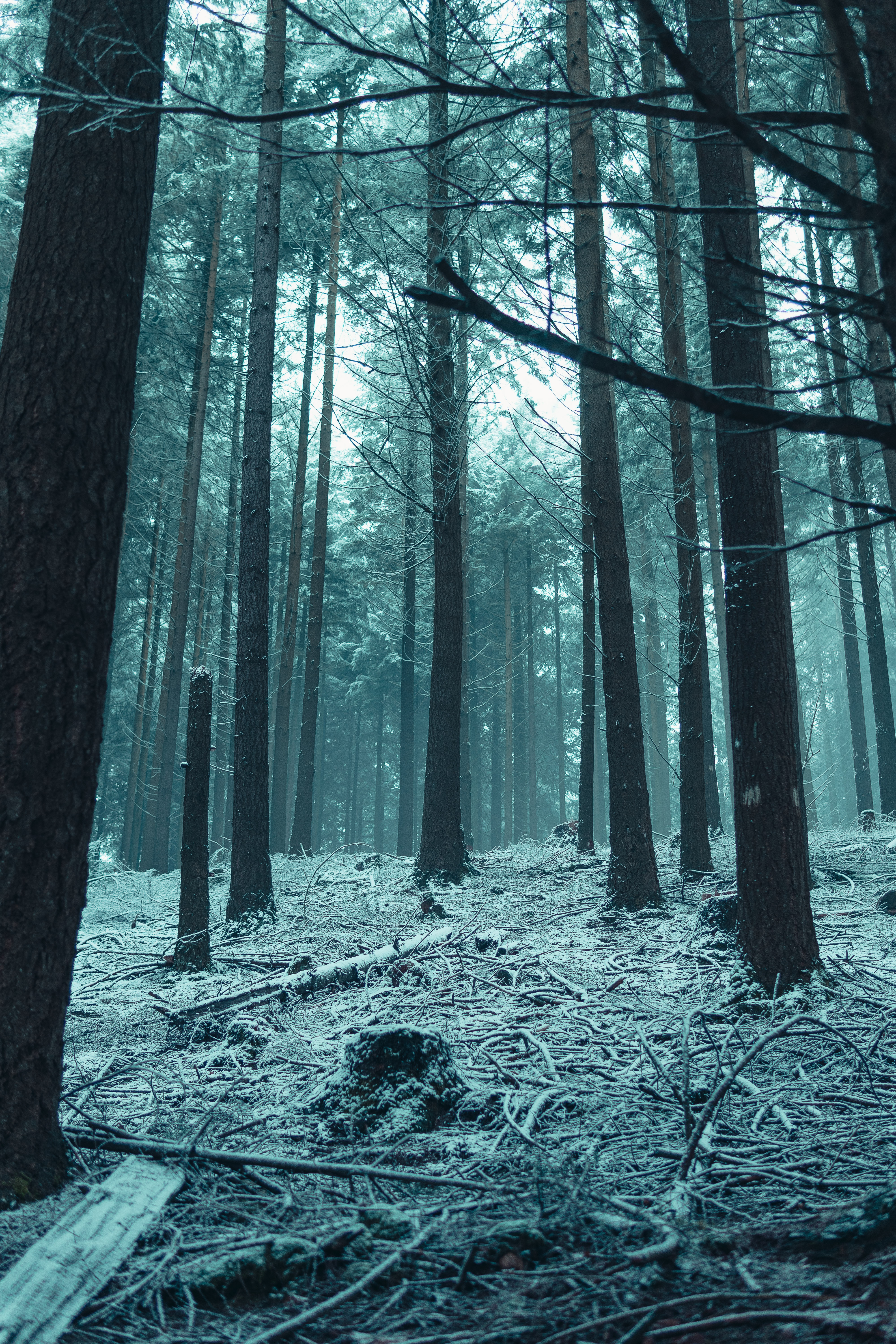 冬の森HDデスクトップの壁紙をダウンロード