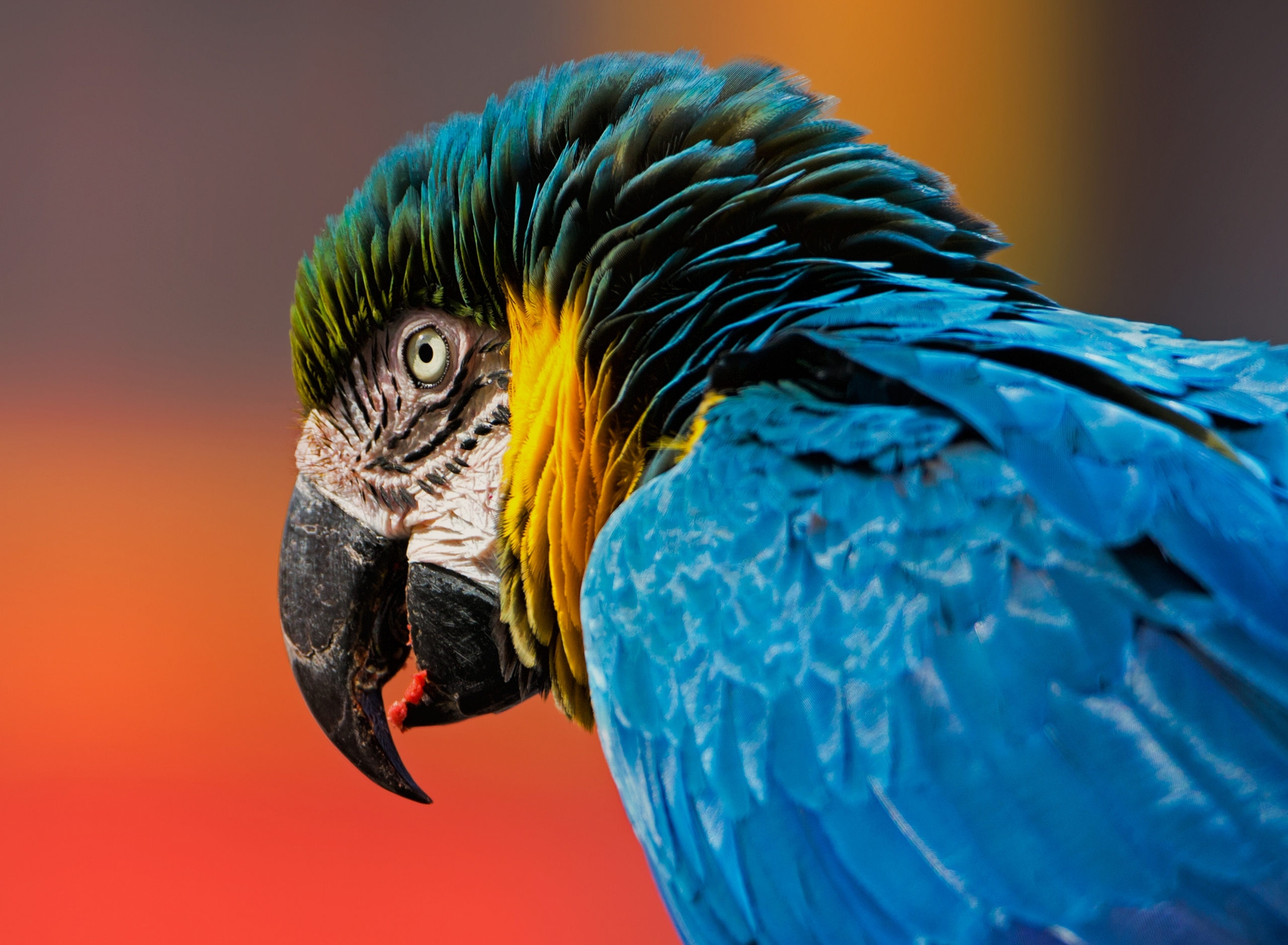 Macaw  HD desktop images