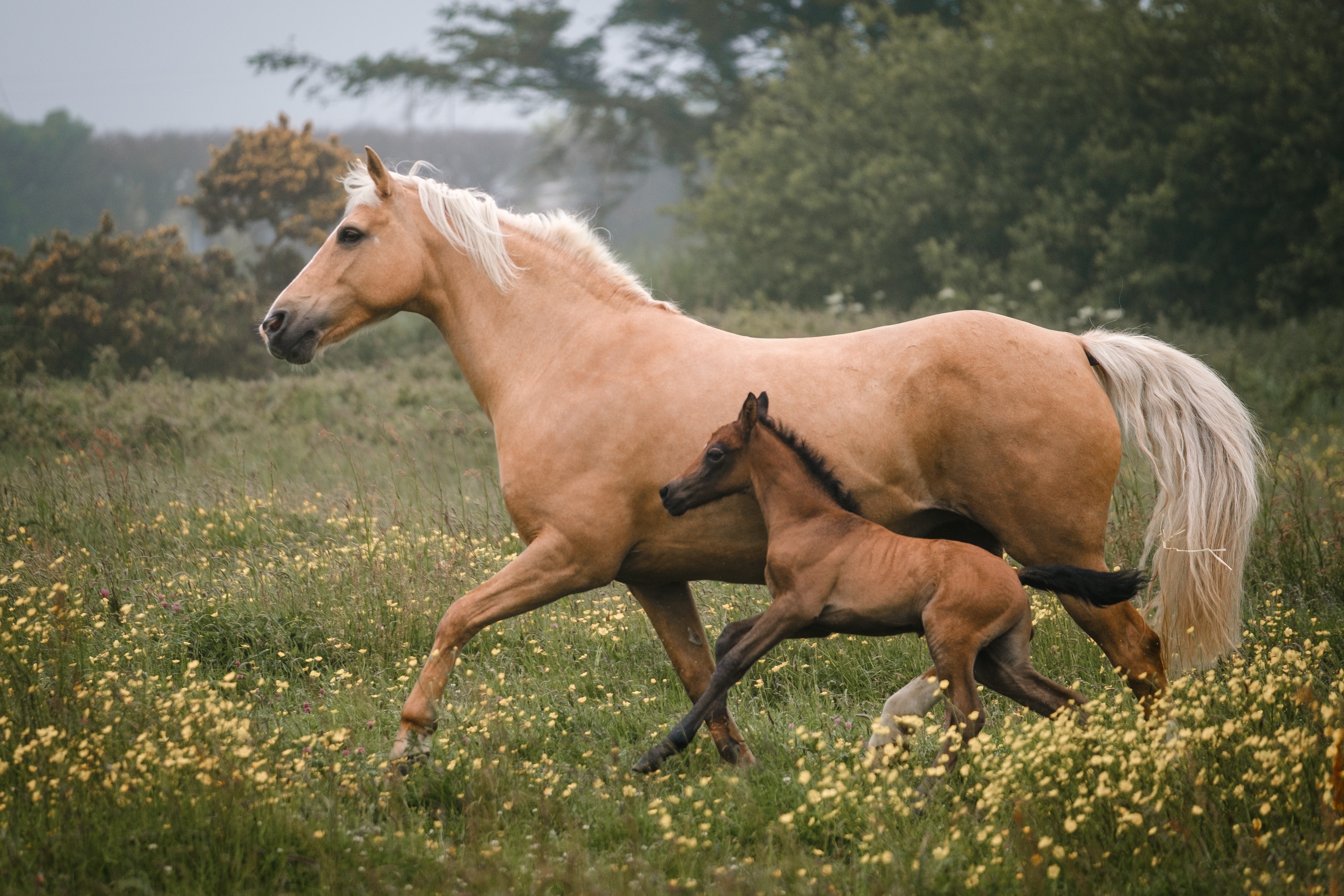 1043356 скачать обои животные, лошадь, детеныш животного, жеребенок - заставки и картинки бесплатно