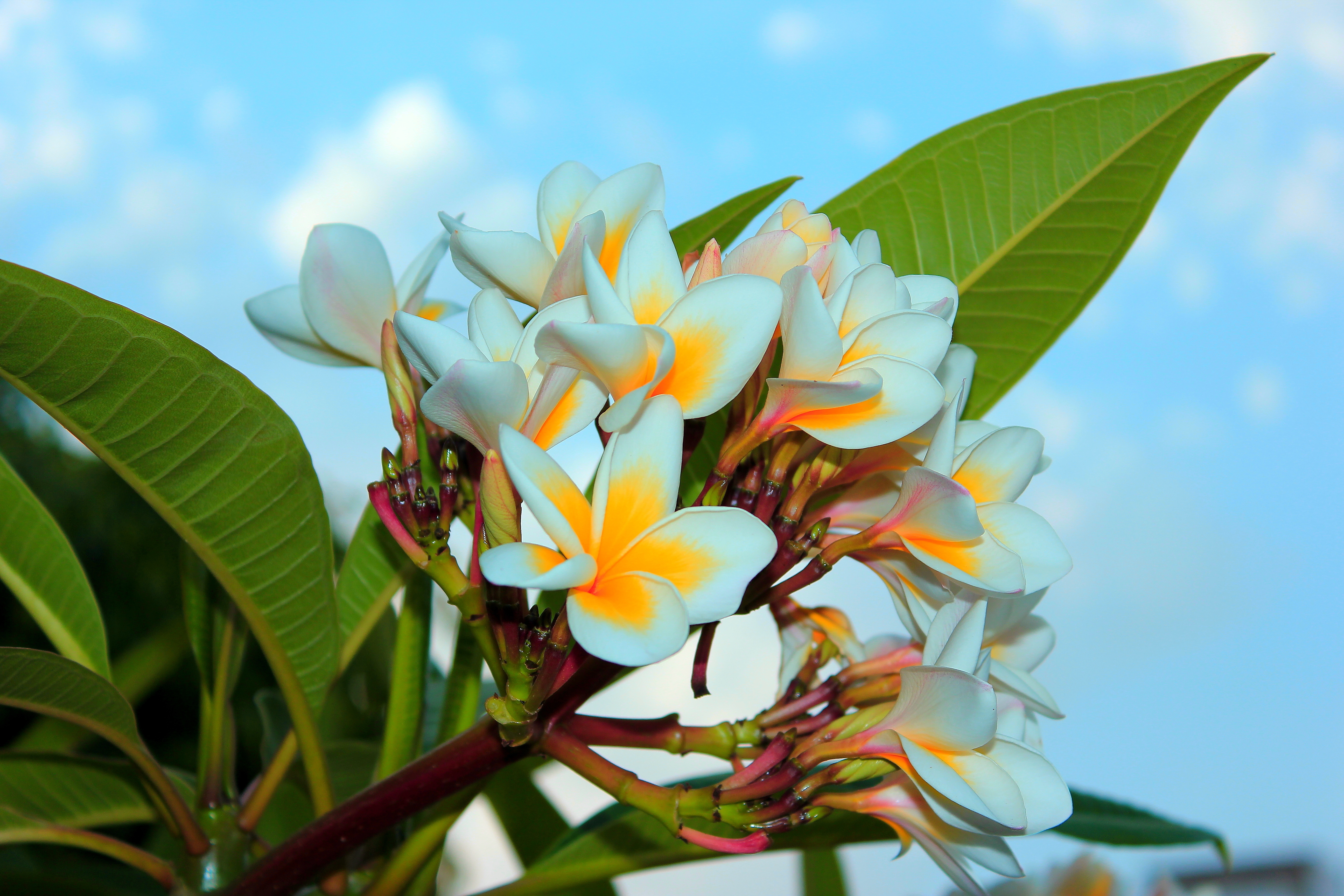 394000 descargar fondo de pantalla tierra/naturaleza, frangipani, flor, plumería, flor blanca, flores: protectores de pantalla e imágenes gratis