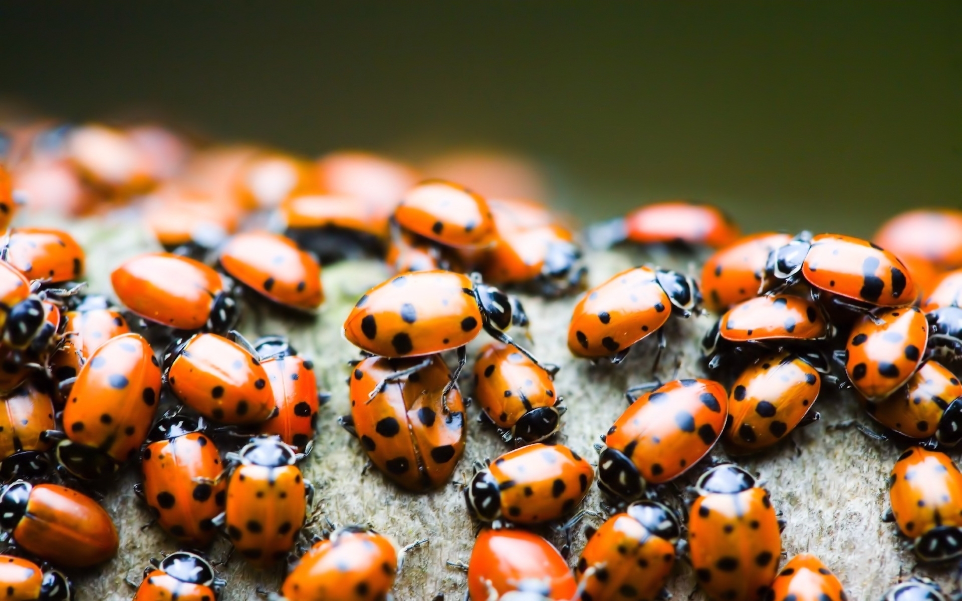 insects, ladybugs
