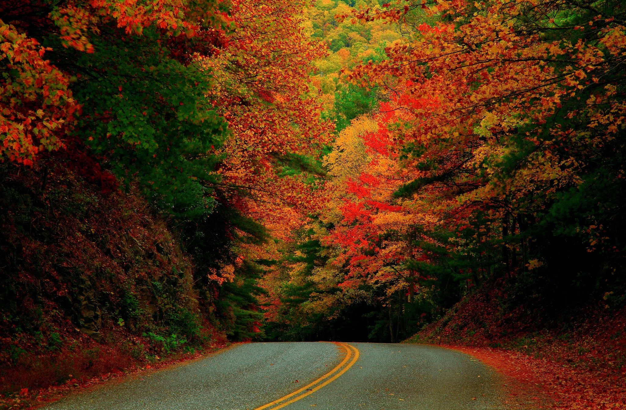 Free download wallpaper Road, Tree, Fall, Colors, Photography on your PC desktop