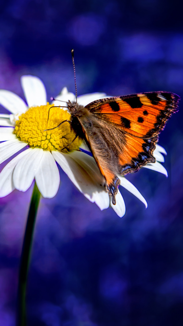 Descarga gratuita de fondo de pantalla para móvil de Animales, Naturaleza, Insecto, Mariposa, Bokeh, Flor Blanca.