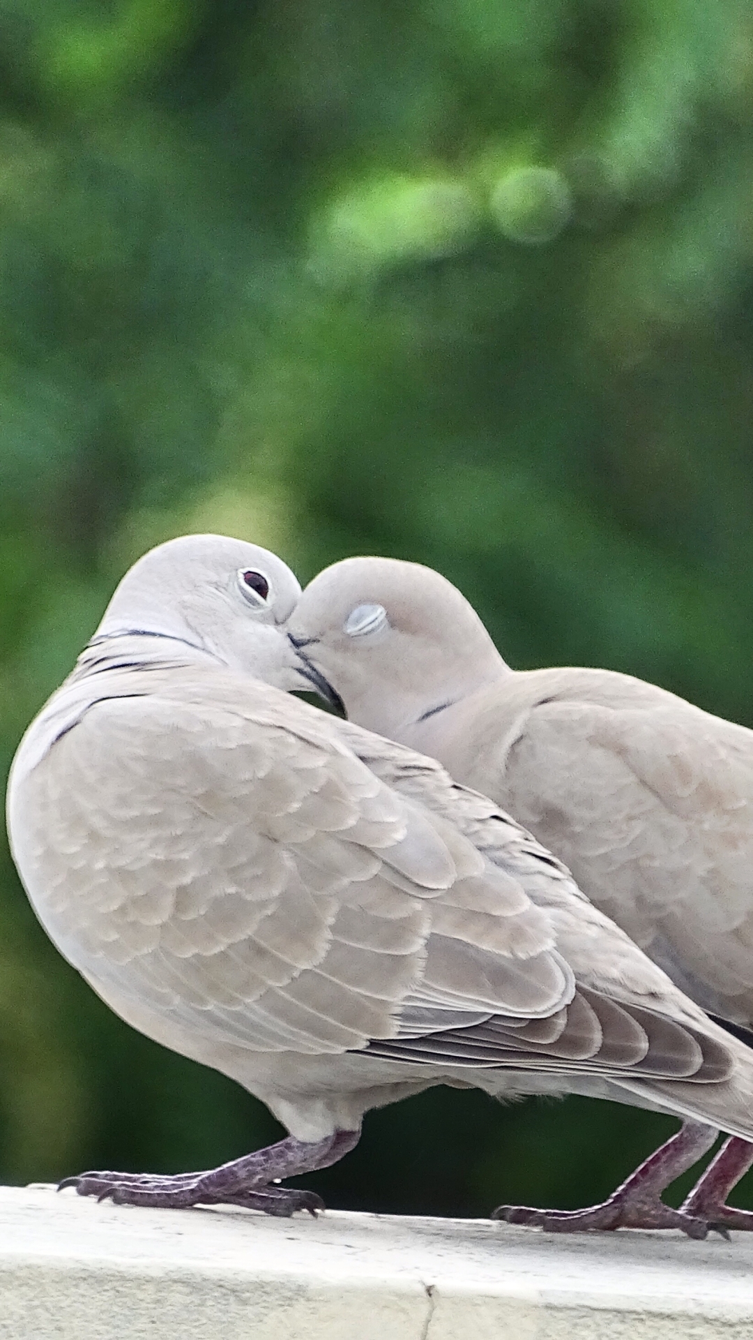 Download mobile wallpaper Birds, Love, Bird, Animal, Bokeh, Dove for free.