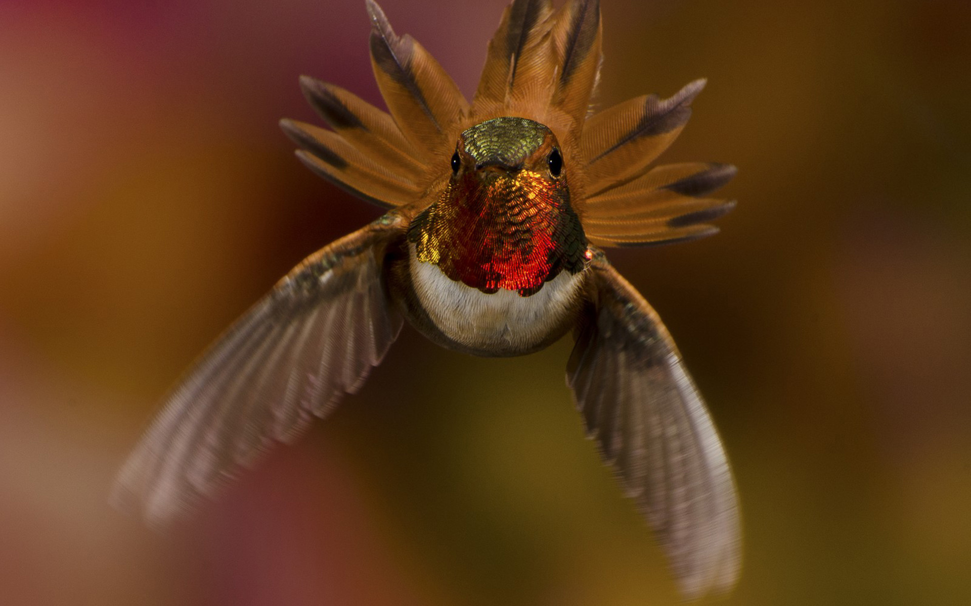 Handy-Wallpaper Kolibri, Vogel, Vögel, Tiere kostenlos herunterladen.