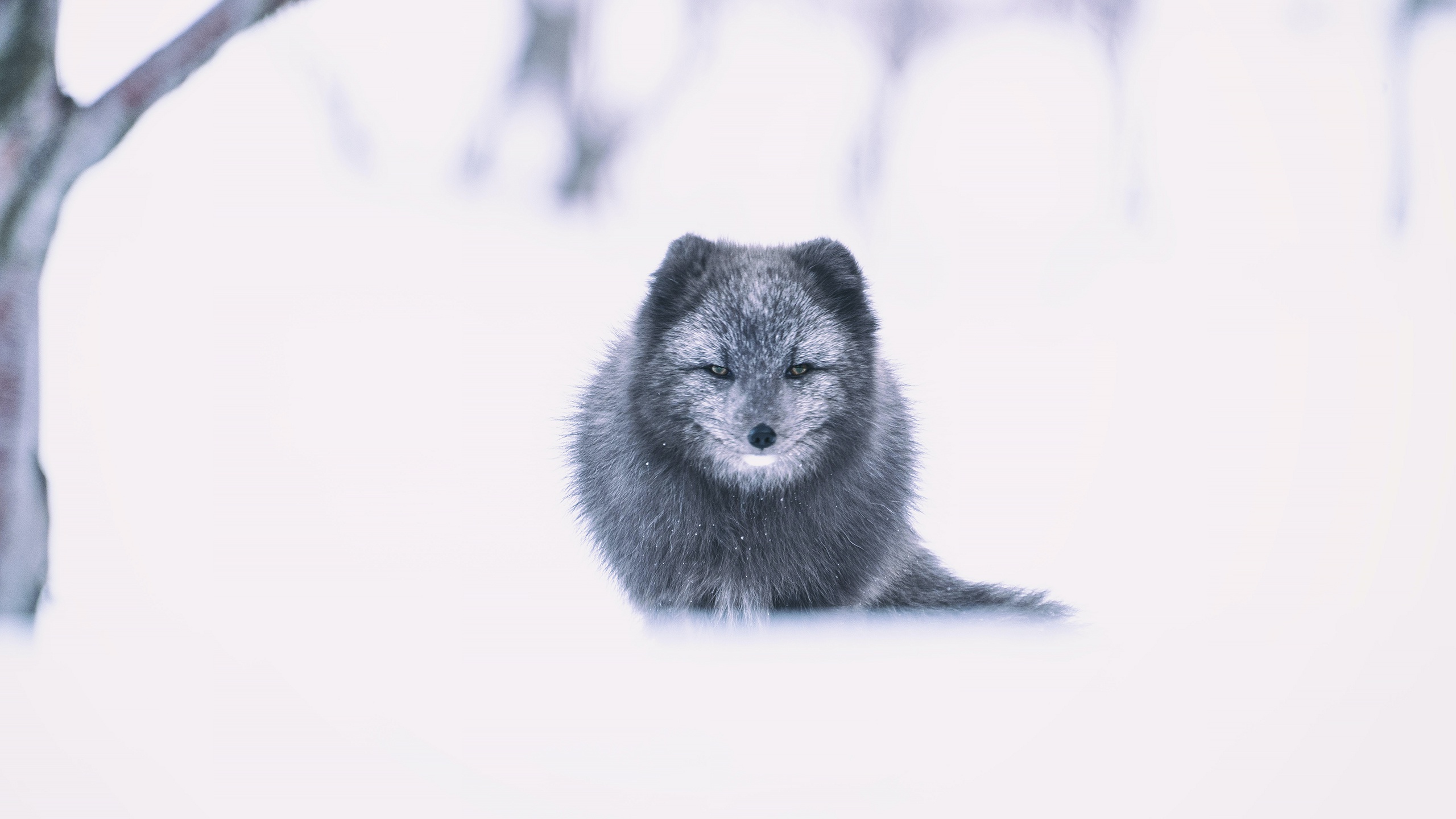 PCデスクトップに動物, 冬, 雪, 犬, ホッキョクギツネ画像を無料でダウンロード