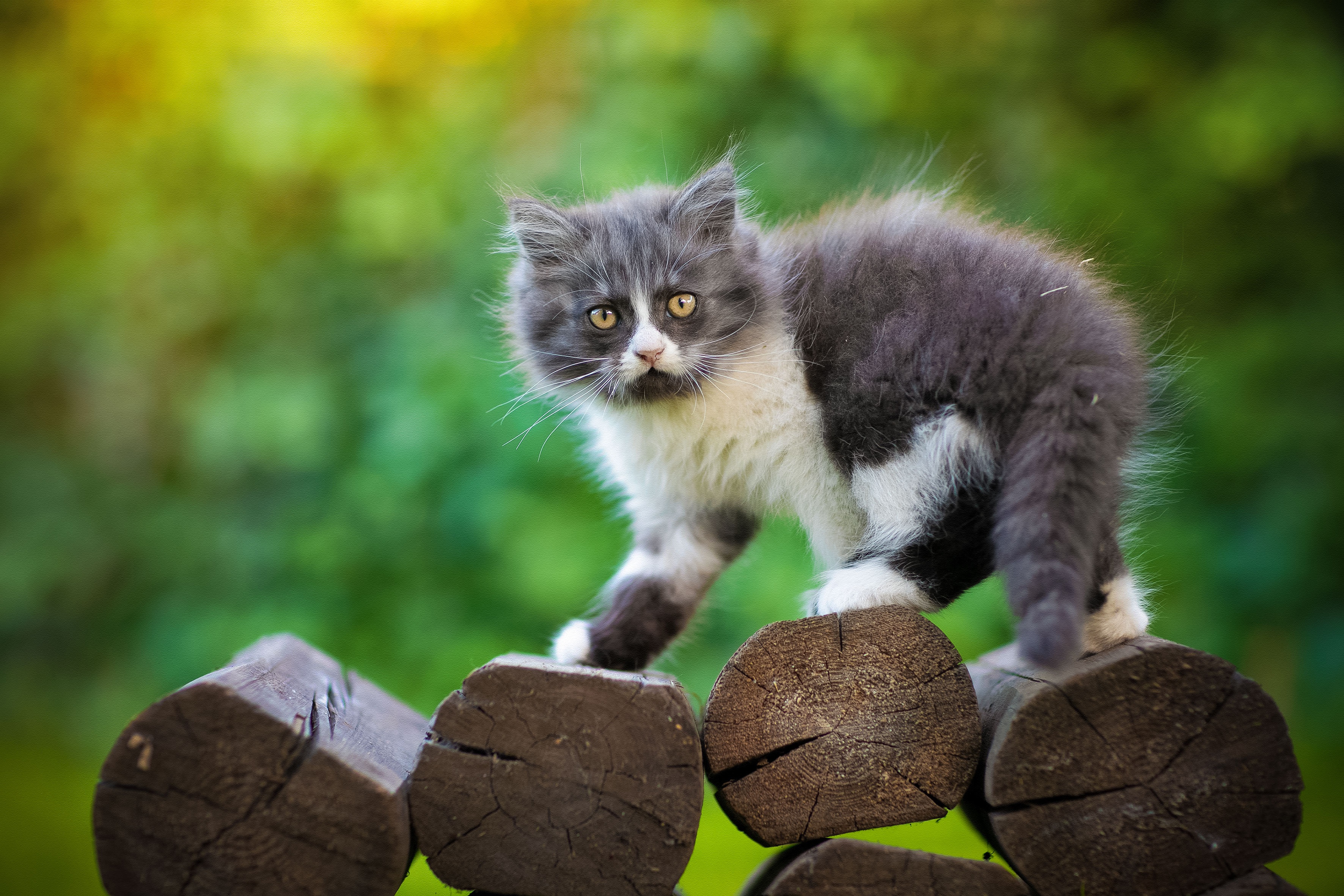 PCデスクトップに動物, ネコ, 猫, 子猫, 赤ちゃん動物画像を無料でダウンロード