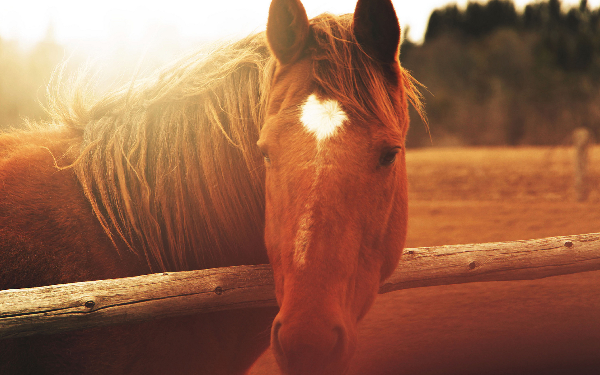 Baixe gratuitamente a imagem Animais, Cavalo na área de trabalho do seu PC