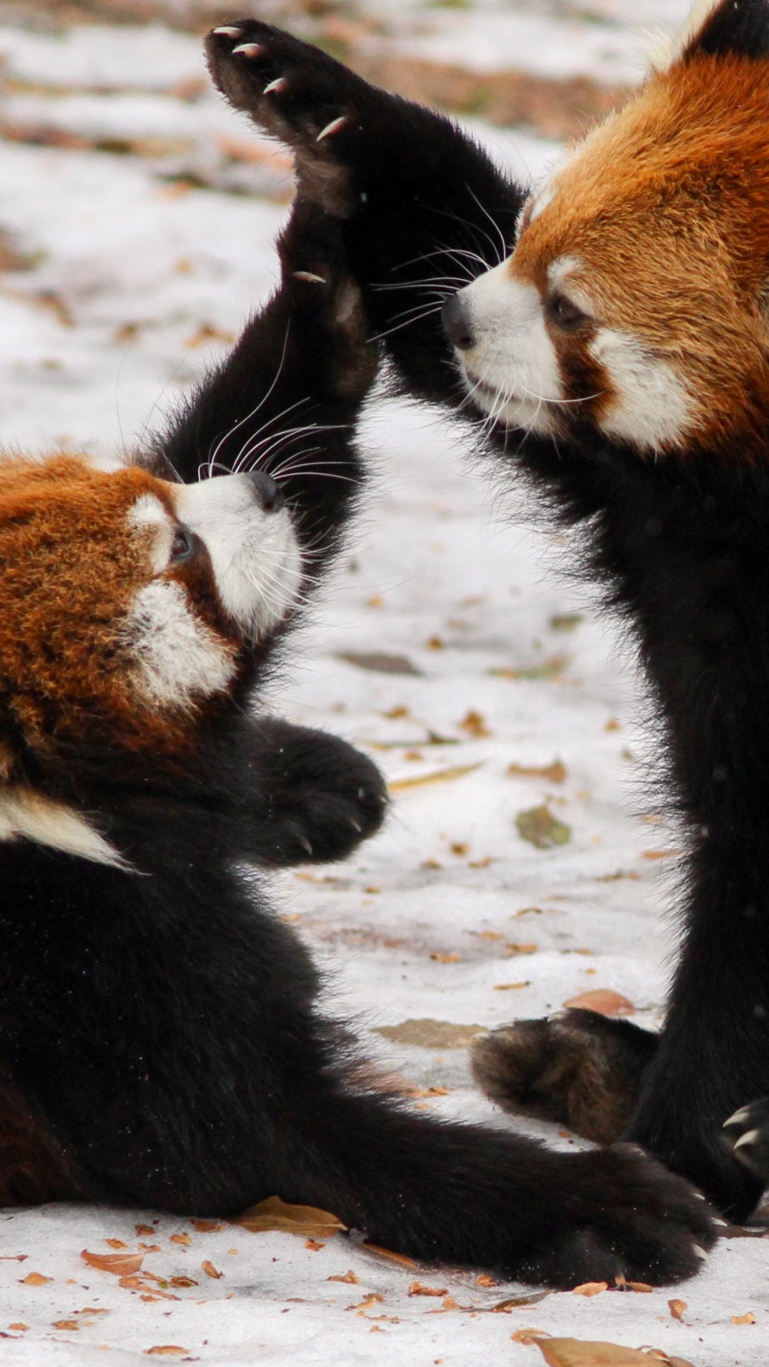 Baixar papel de parede para celular de Animais, Panda Vermelho gratuito.