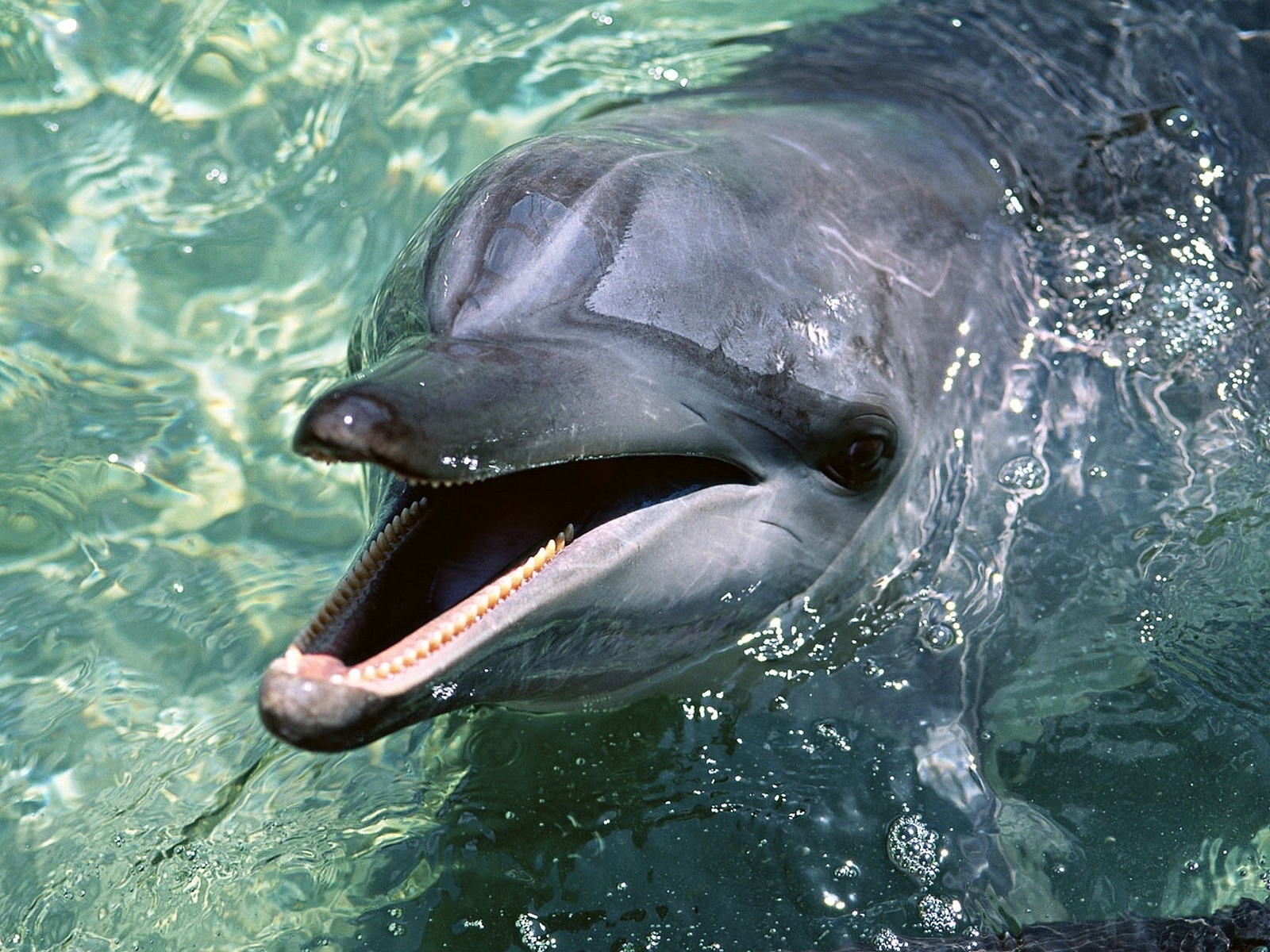 Скачать картинку Вода, Животные, Дельфины в телефон бесплатно.