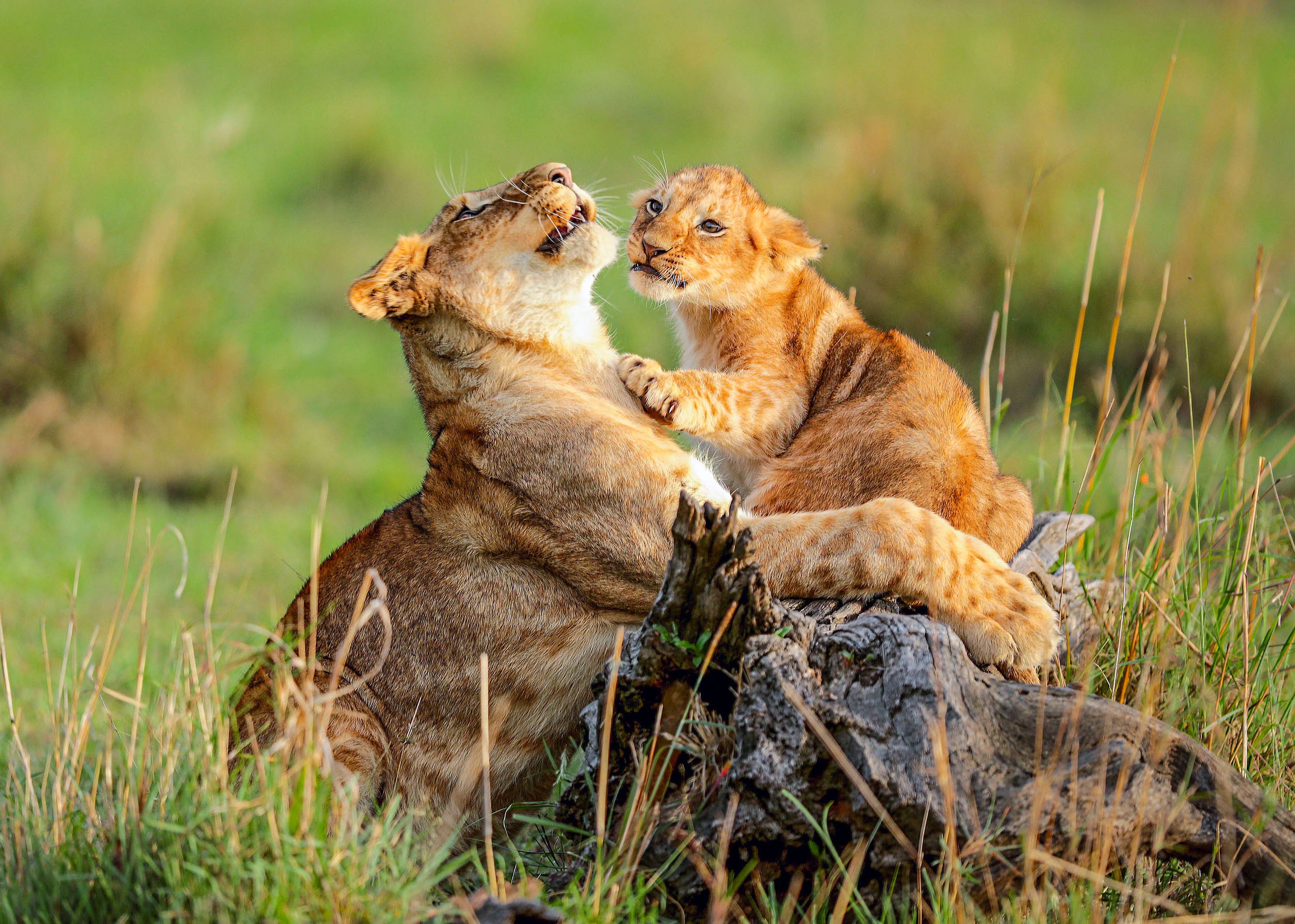 Download mobile wallpaper Cats, Lion, Animal, Baby Animal, Cub for free.