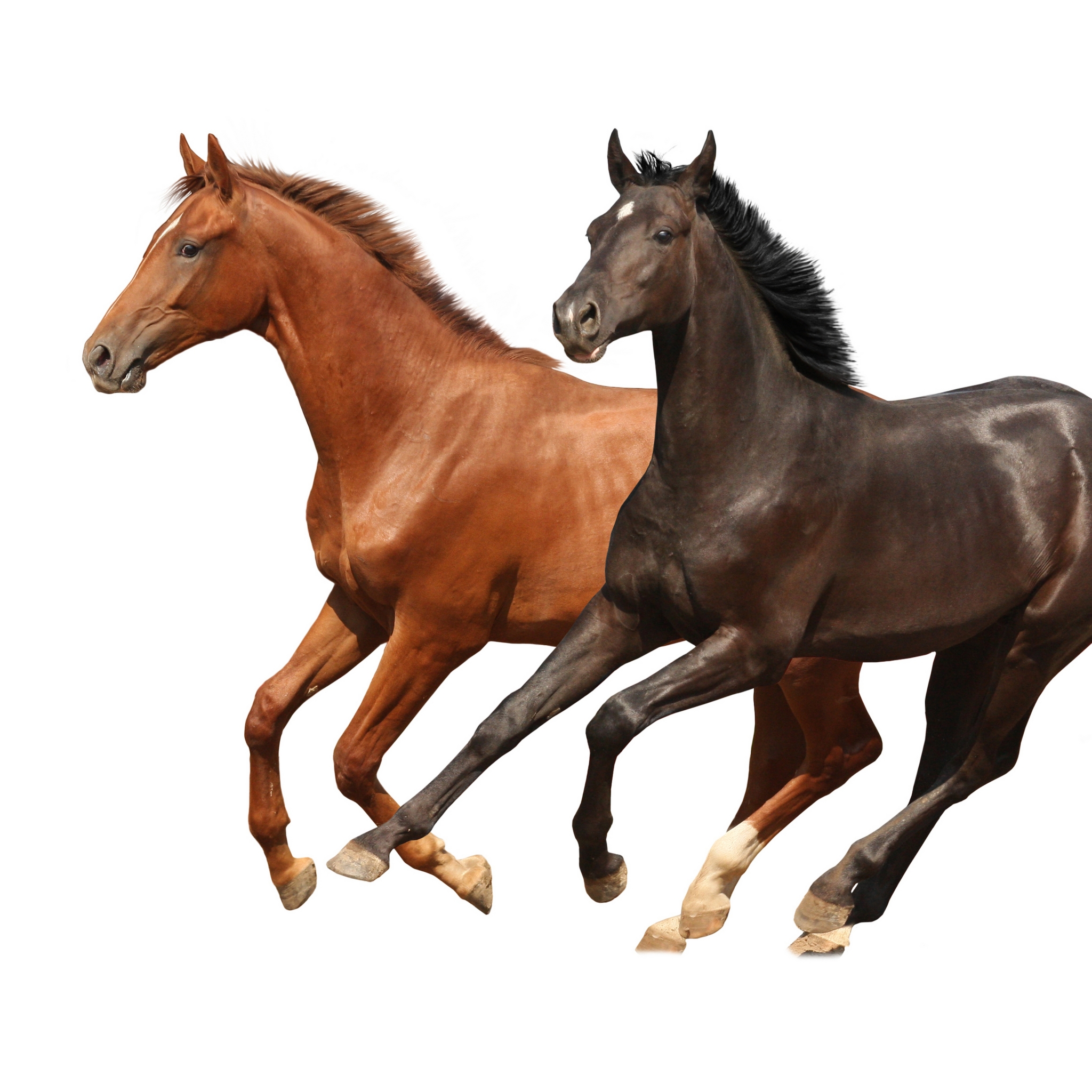 Free download wallpaper Animal, Horse on your PC desktop