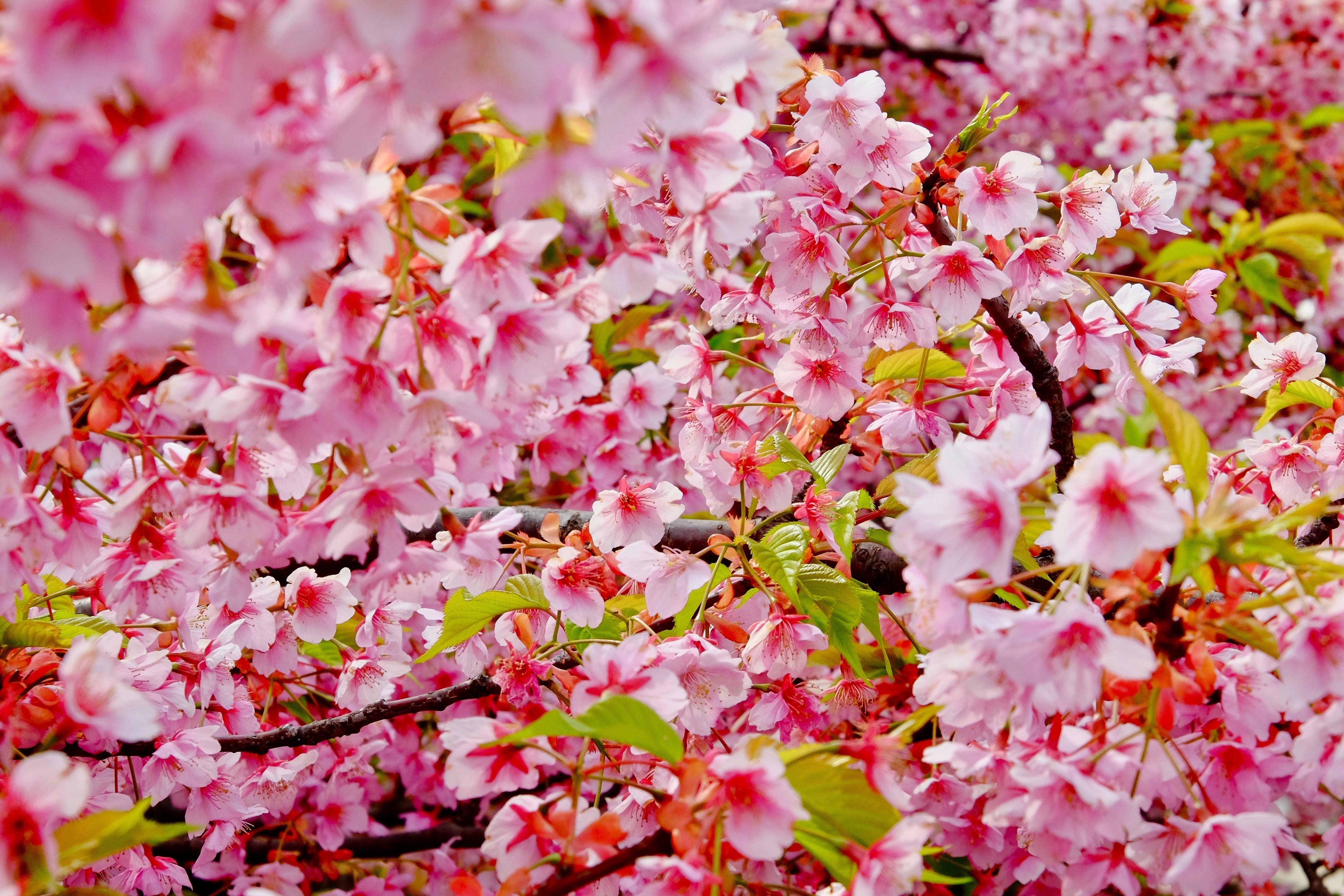 Free download wallpaper Nature, Flowers, Flower, Earth, Blossom, Pink Flower on your PC desktop