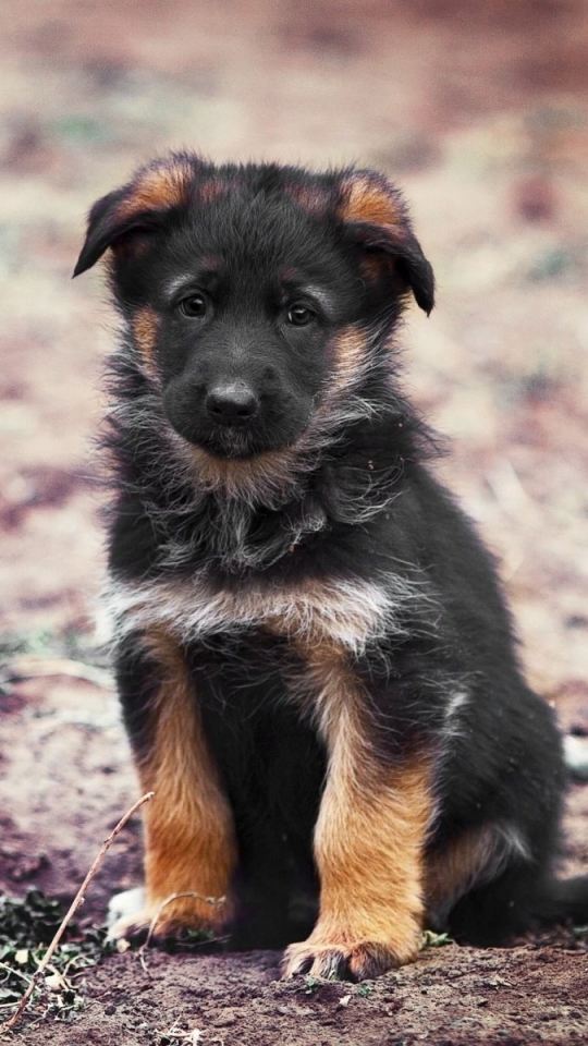 1108656 Bildschirmschoner und Hintergrundbilder Deutscher Schäferhund auf Ihrem Telefon. Laden Sie  Bilder kostenlos herunter